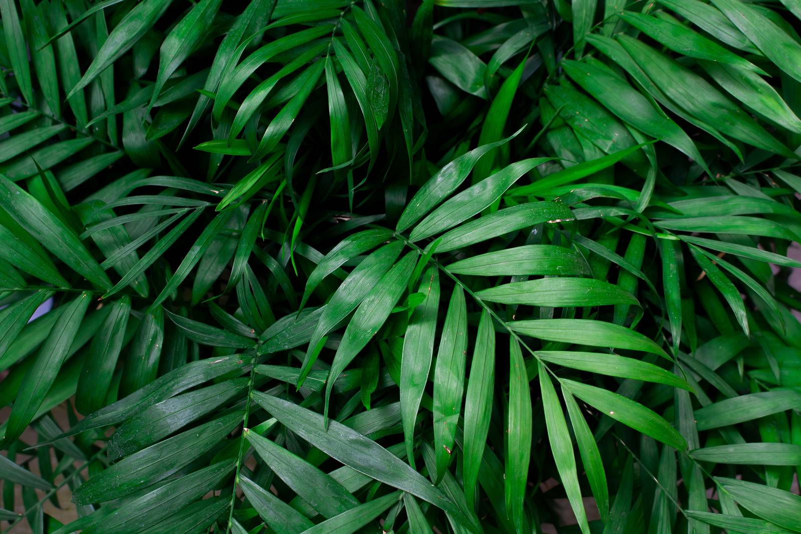 In foto, il bellissimo fogliame verde della palma chamaedorea elegans. In foto, il bellissimo fogliame verde della palma chamaedorea elegans.
