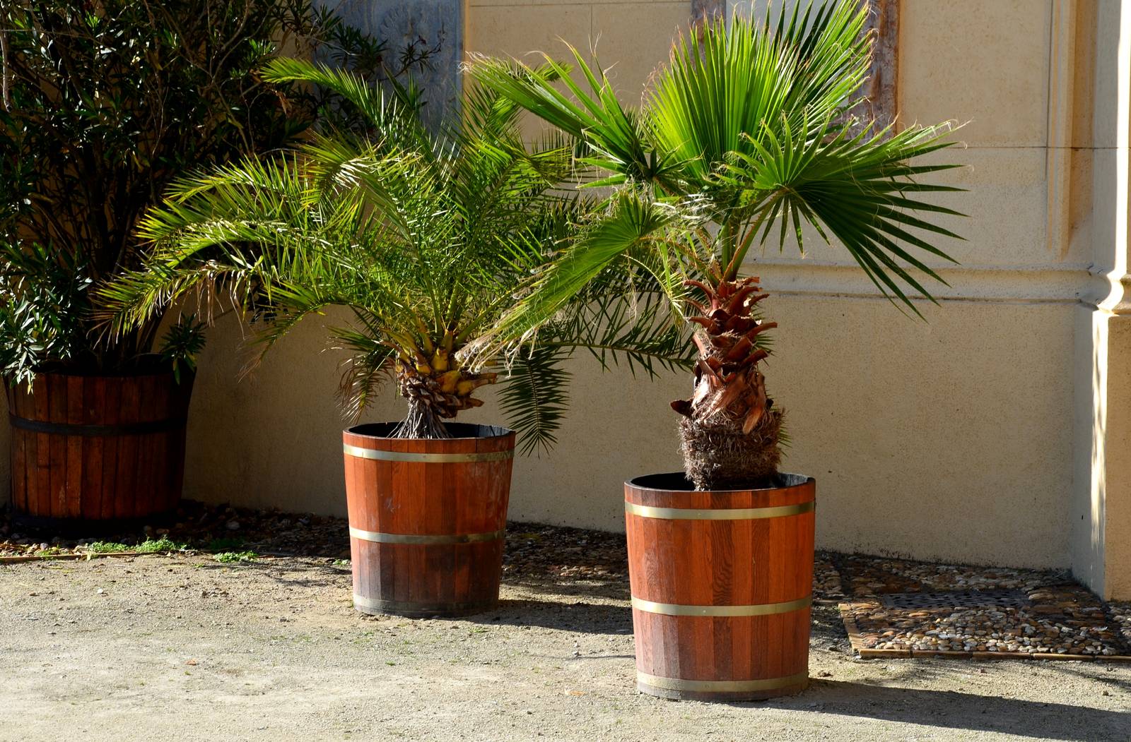 In foto, kentia e howea belmoreana: due palme perfette per la coltivazione in contenitore date le dimensioni modeste. In foto, kentia e howea belmoreana: due palme perfette per la coltivazione in contenitore date le dimensioni modeste.