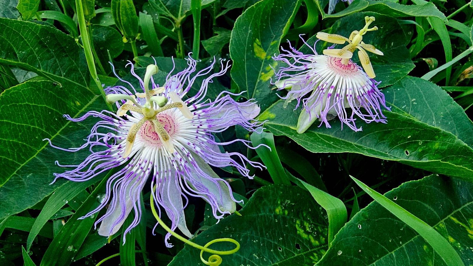 La passiflora è anche soprannominato "Fiore della Passione" o “Passion Flower”, per il suo legame con la simbologia cristiana.