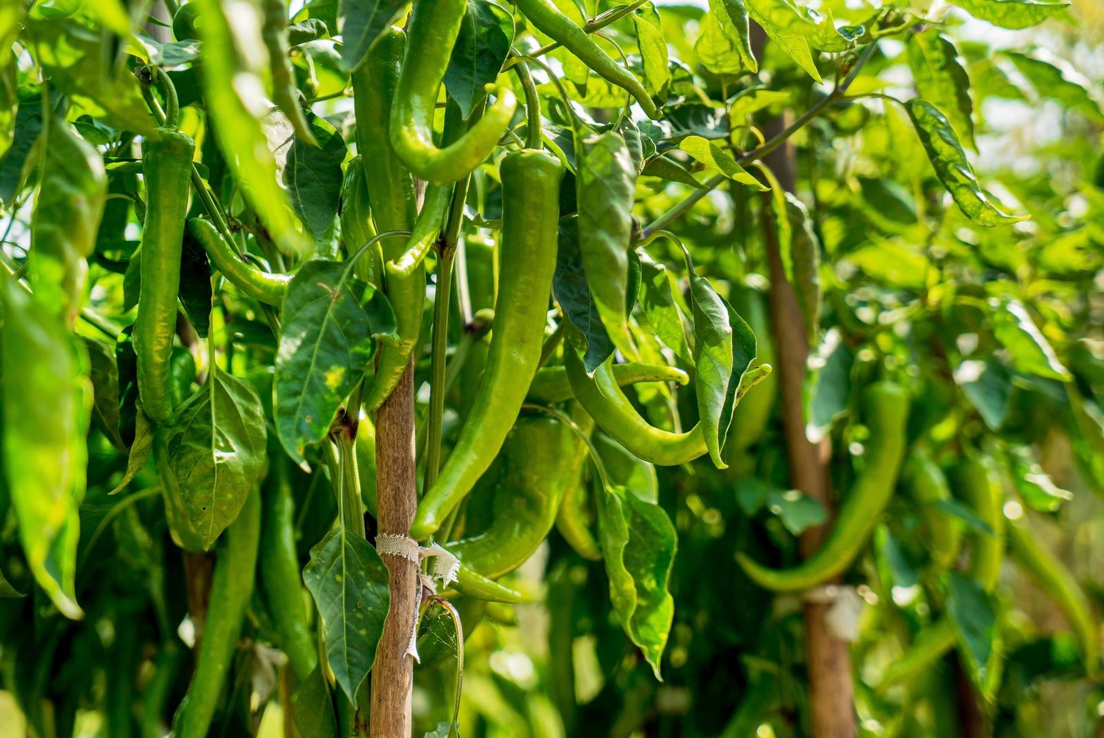 In foto, frutti ancora acerbi di peperoncino. In foto, frutti ancora acerbi di peperoncino.