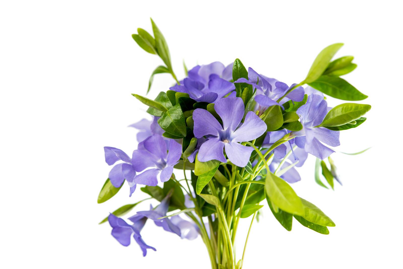 La pervinca si può coltivare facilmente sia in vaso sia in piena terra. La pervinca si può coltivare facilmente sia in vaso sia in piena terra.