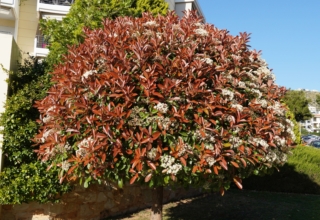 Sebbene spesso venga coltivata in gruppi, la photinia fa bella mostra di sé anche come esemplare isolato.
