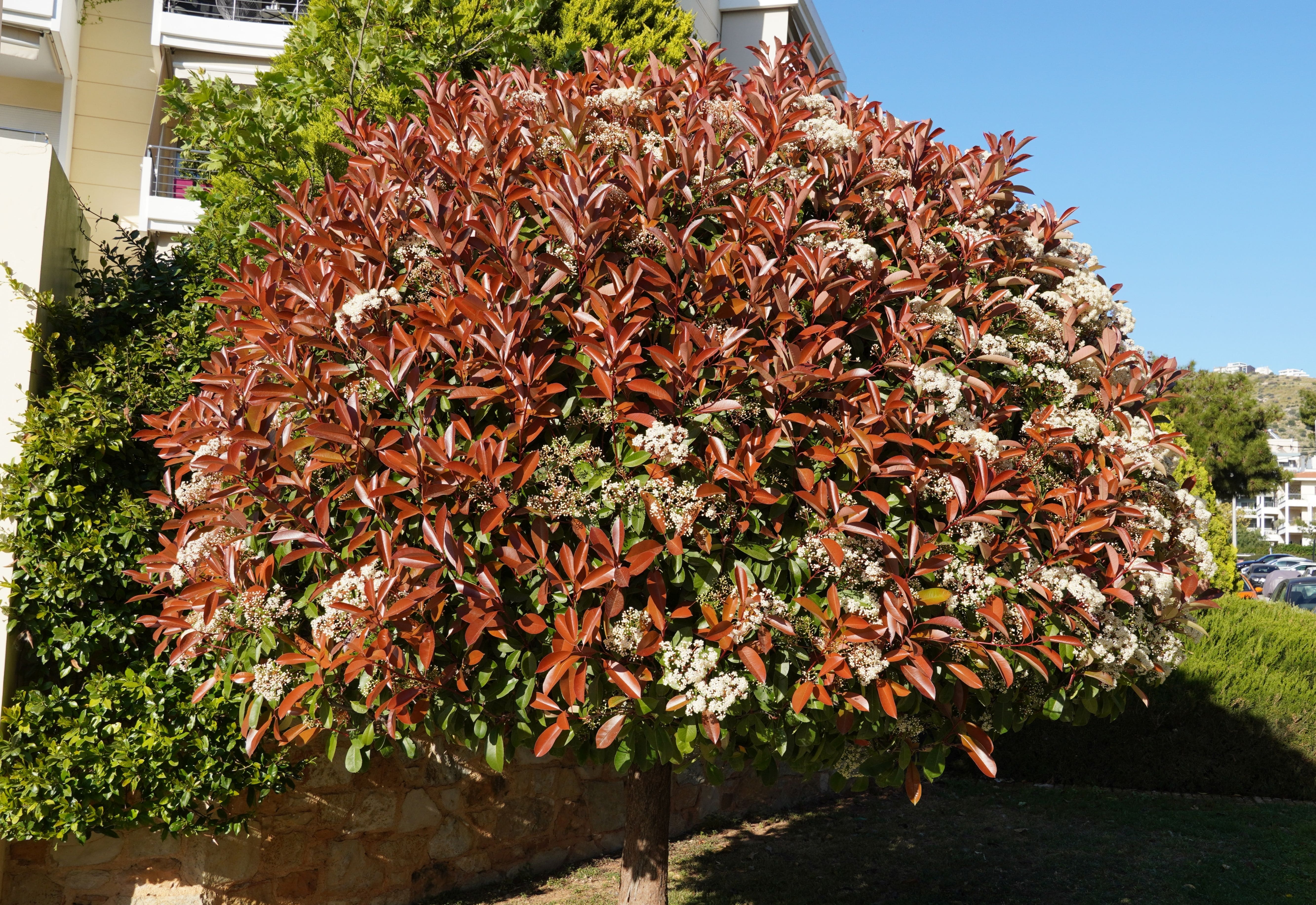 Sebbene spesso venga coltivata in gruppi, la photinia fa bella mostra di sé anche come esemplare isolato. Sebbene spesso venga coltivata in gruppi, la photinia fa bella mostra di sé anche come esemplare isolato.