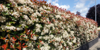 Photinia o fotinia