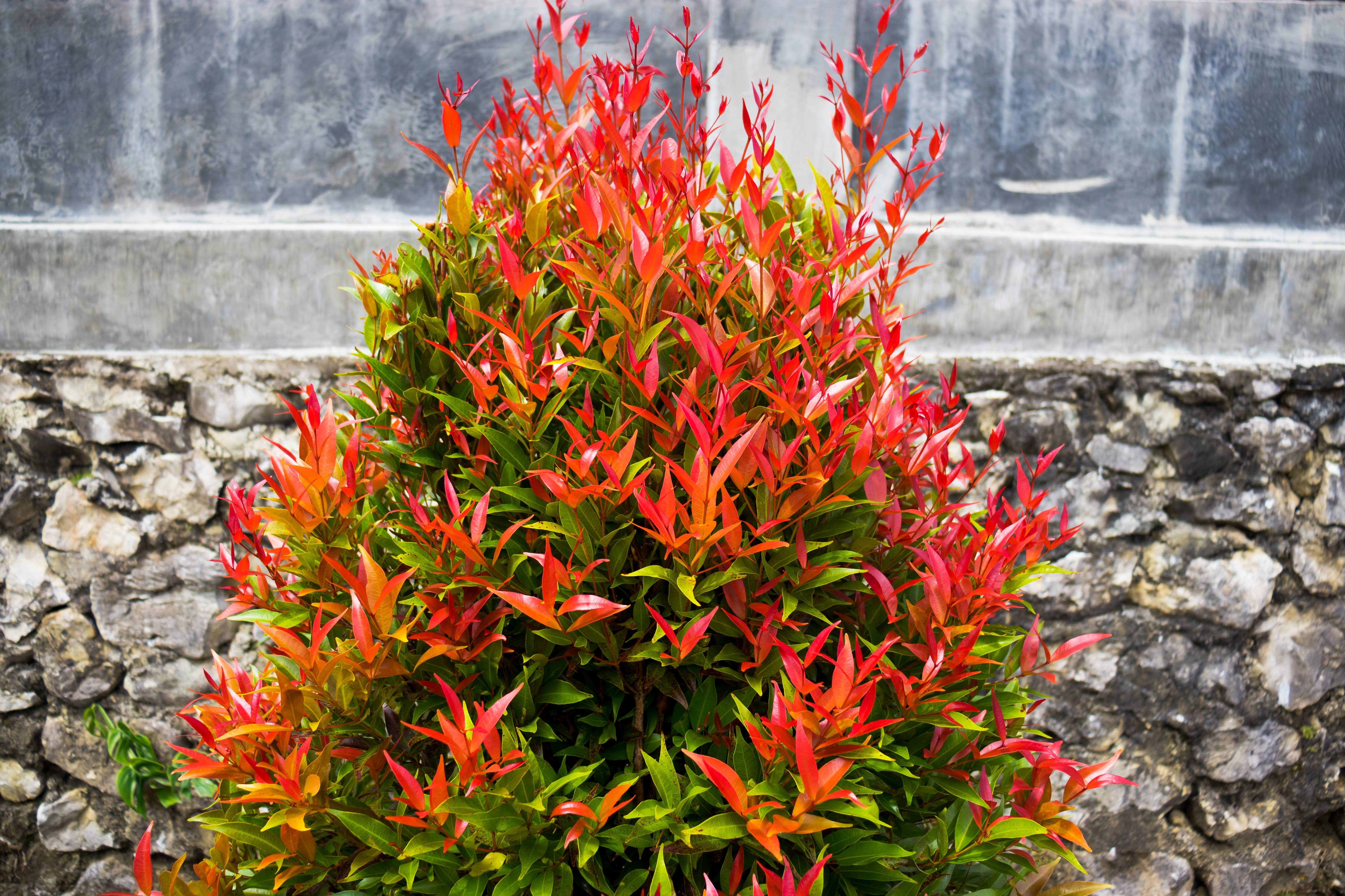 La photinia è coltivabile anche in vaso in forma di alberello. La photinia è coltivabile anche in vaso in forma di alberello.