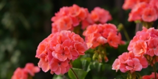 Geranio e pelargonio
