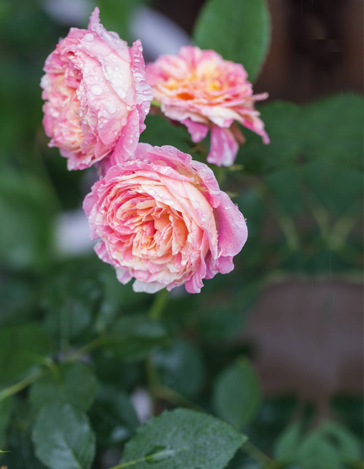 La pianta di rosa ha bisogno di essere annaffiata con regolarità, specialmente d'estate. La pianta di rosa ha bisogno di essere annaffiata con regolarità, specialmente d'estate.