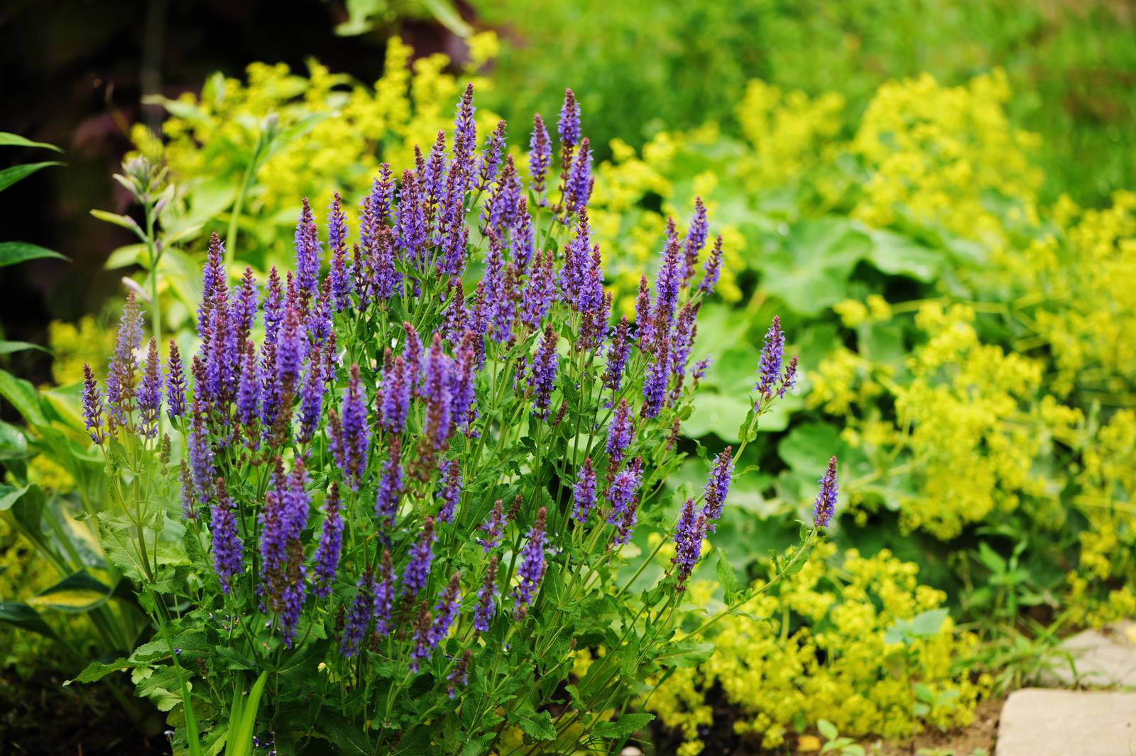 Come si vede in foto, i fiori di veronica, spesso di colore blu o violetto, sono raccolti in numerose spighe. Come si vede in foto, i fiori di veronica, spesso di colore blu o violetto, sono raccolti in numerose spighe.