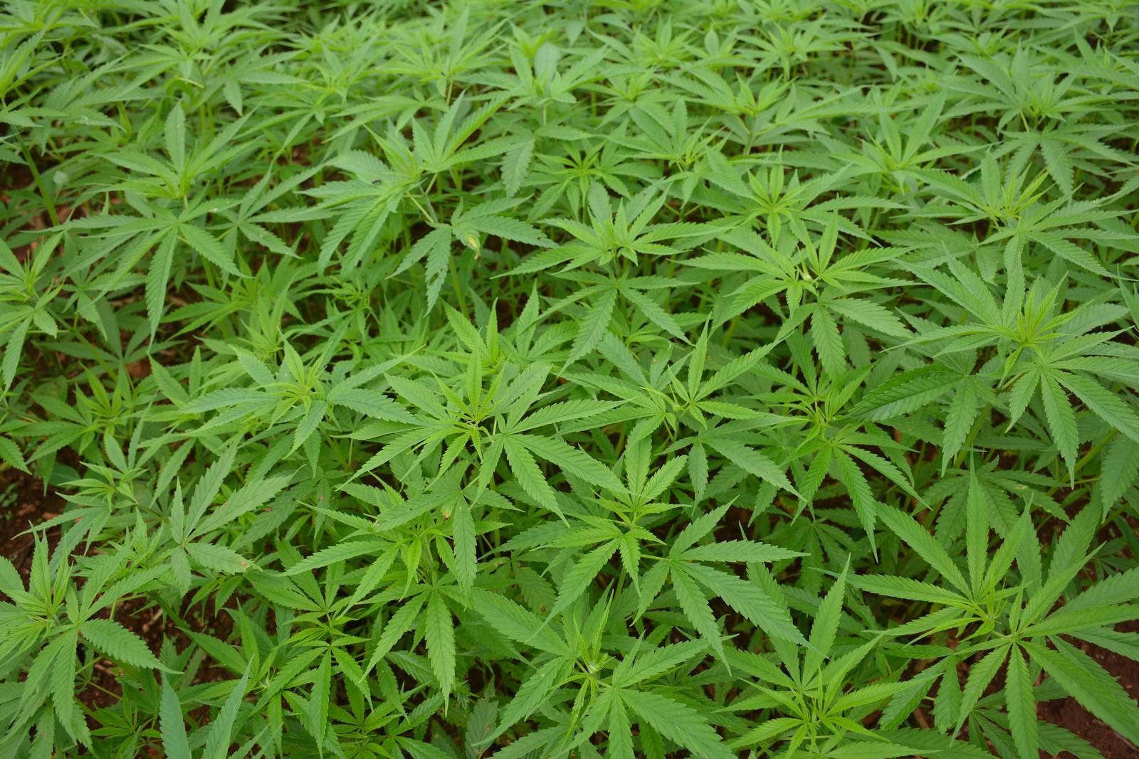 La canapa richiede un'esposizione ben soleggiata e climi umidi per poter crescere rigogliosa. La canapa richiede un'esposizione ben soleggiata e climi umidi per poter crescere rigogliosa.