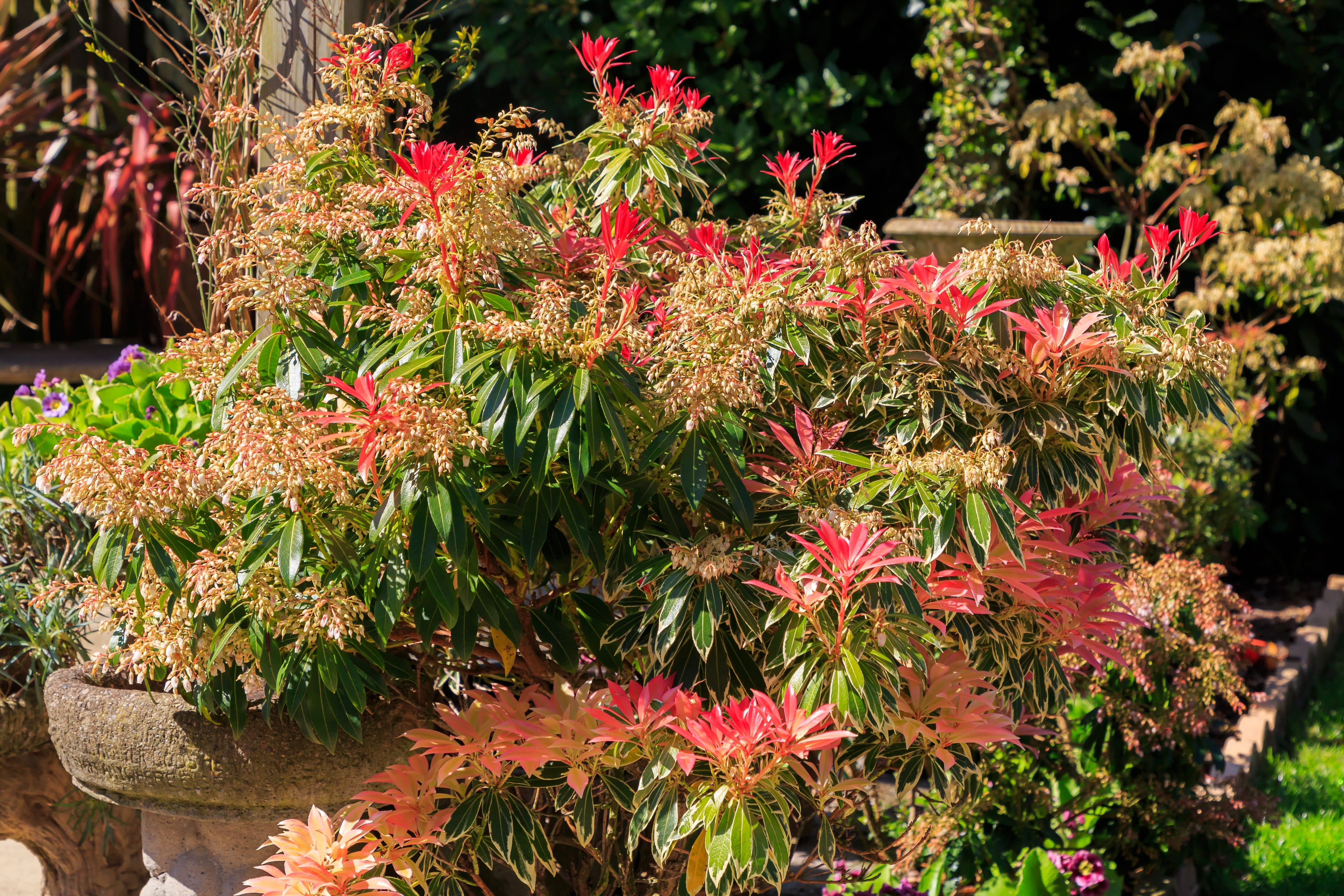 Il pieris ha bisogno di posizioni semi-ombreggiate e climi freschi e umidi per fiorire. Il pieris ha bisogno di posizioni semi-ombreggiate e climi freschi e umidi per fiorire.