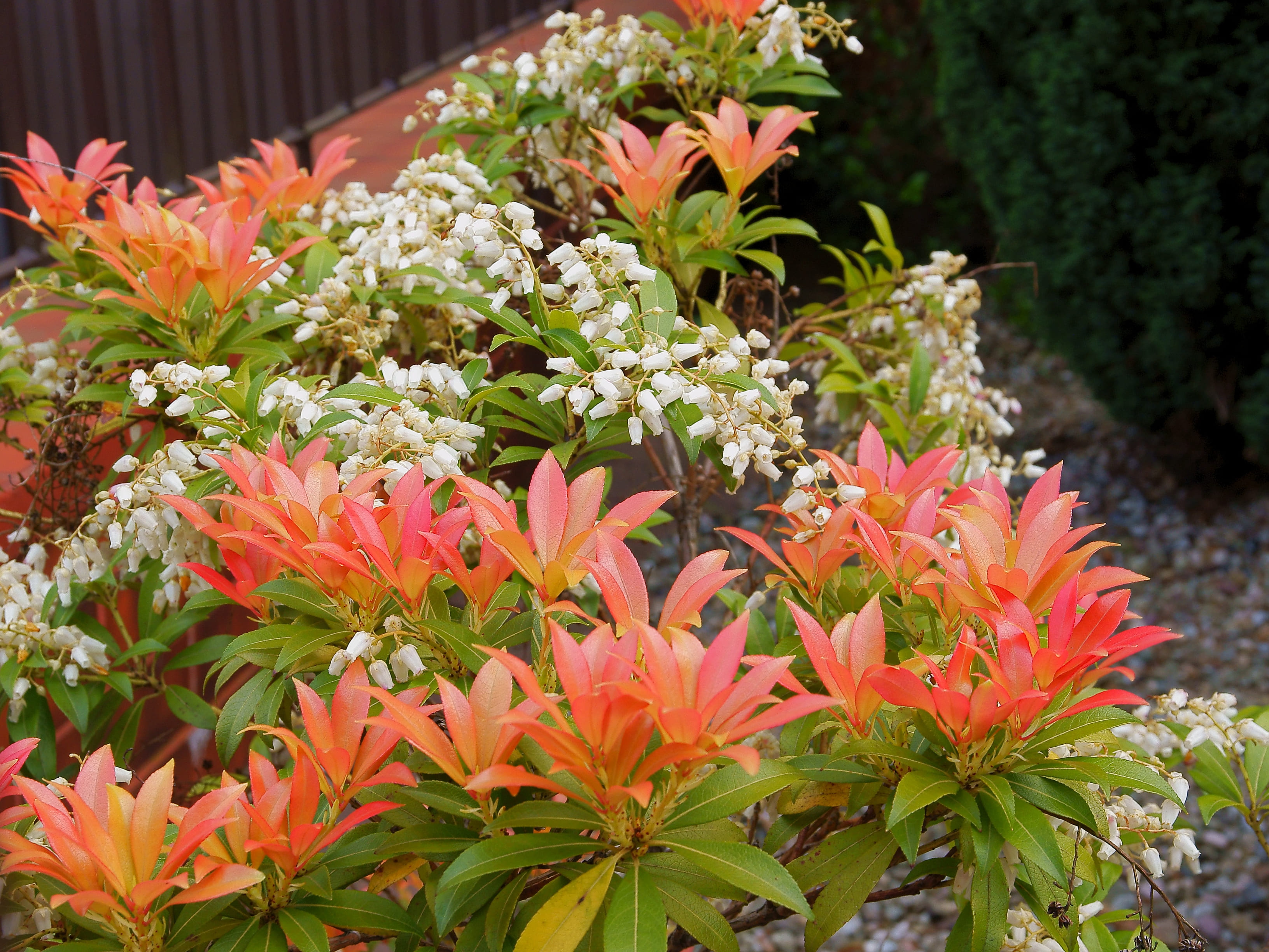 Il pieris è un cespuglio decorativo molto particolare, dalla fioritura elegante anche se non esplosiva. Il pieris è un cespuglio decorativo molto particolare, dalla fioritura elegante anche se non esplosiva.