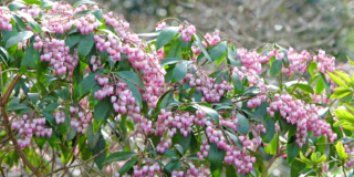 Pieris
