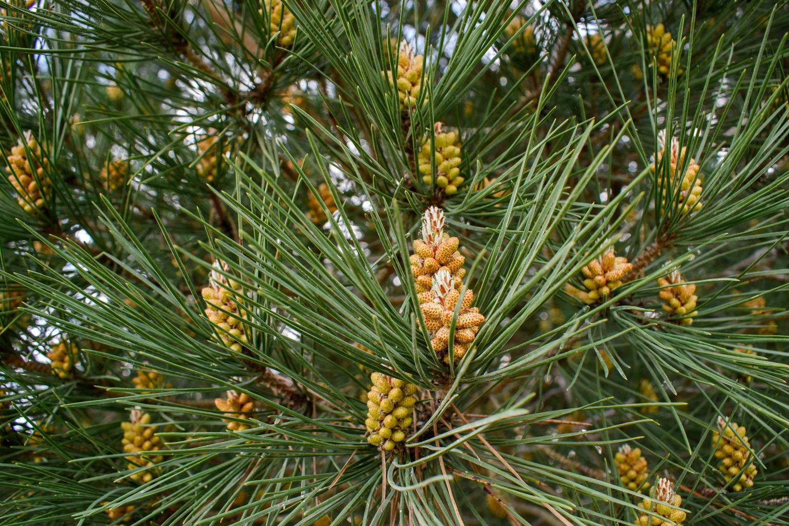 Le foglie del pino sono aghiformi, piuttosto lunghe (fino a 15 cm), di colore verde brillante. Le foglie del pino sono aghiformi, piuttosto lunghe (fino a 15 cm), di colore verde brillante.