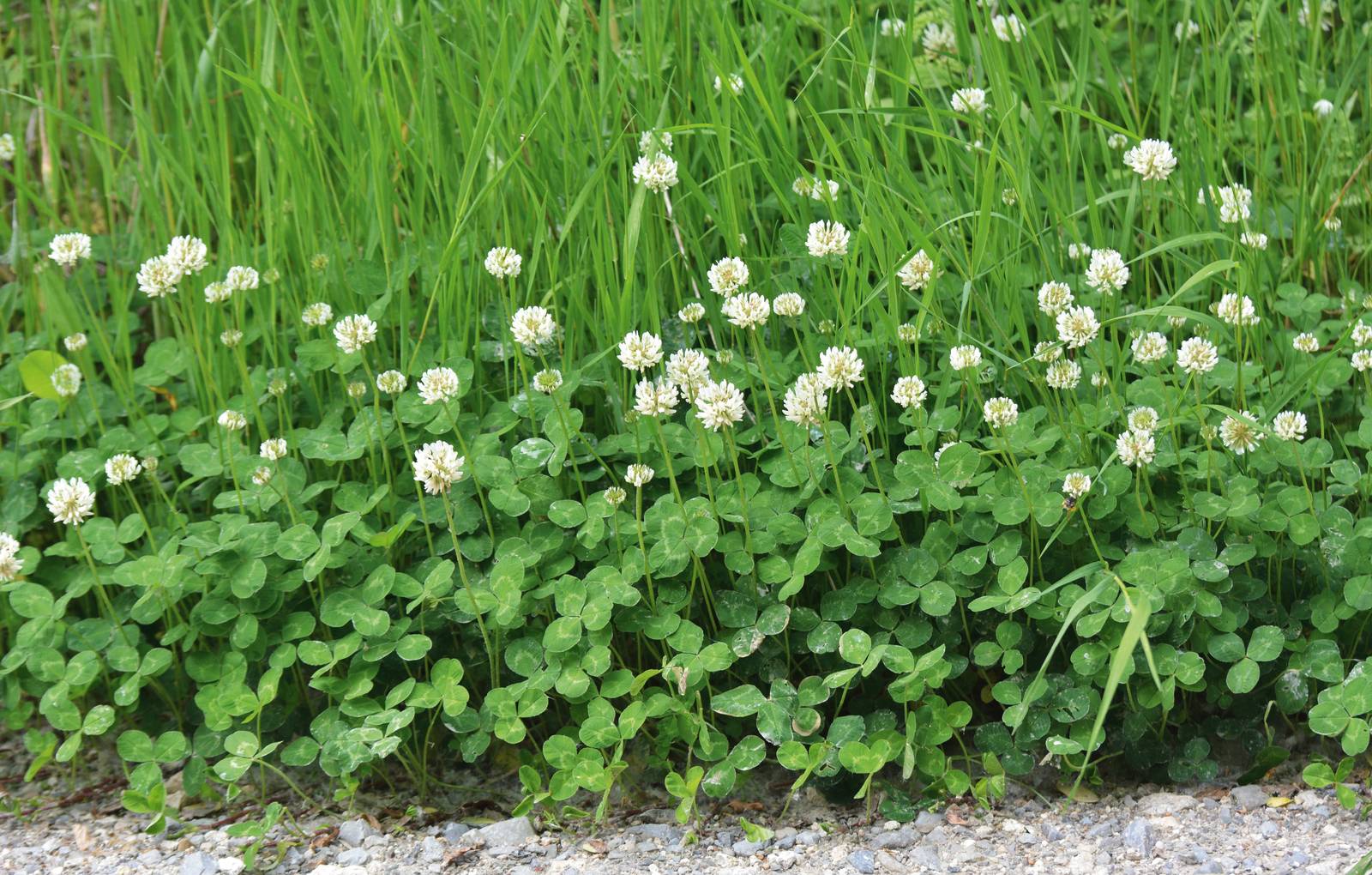 Il trifoglio cresce in aiuola assolate o in mezz'ombra.