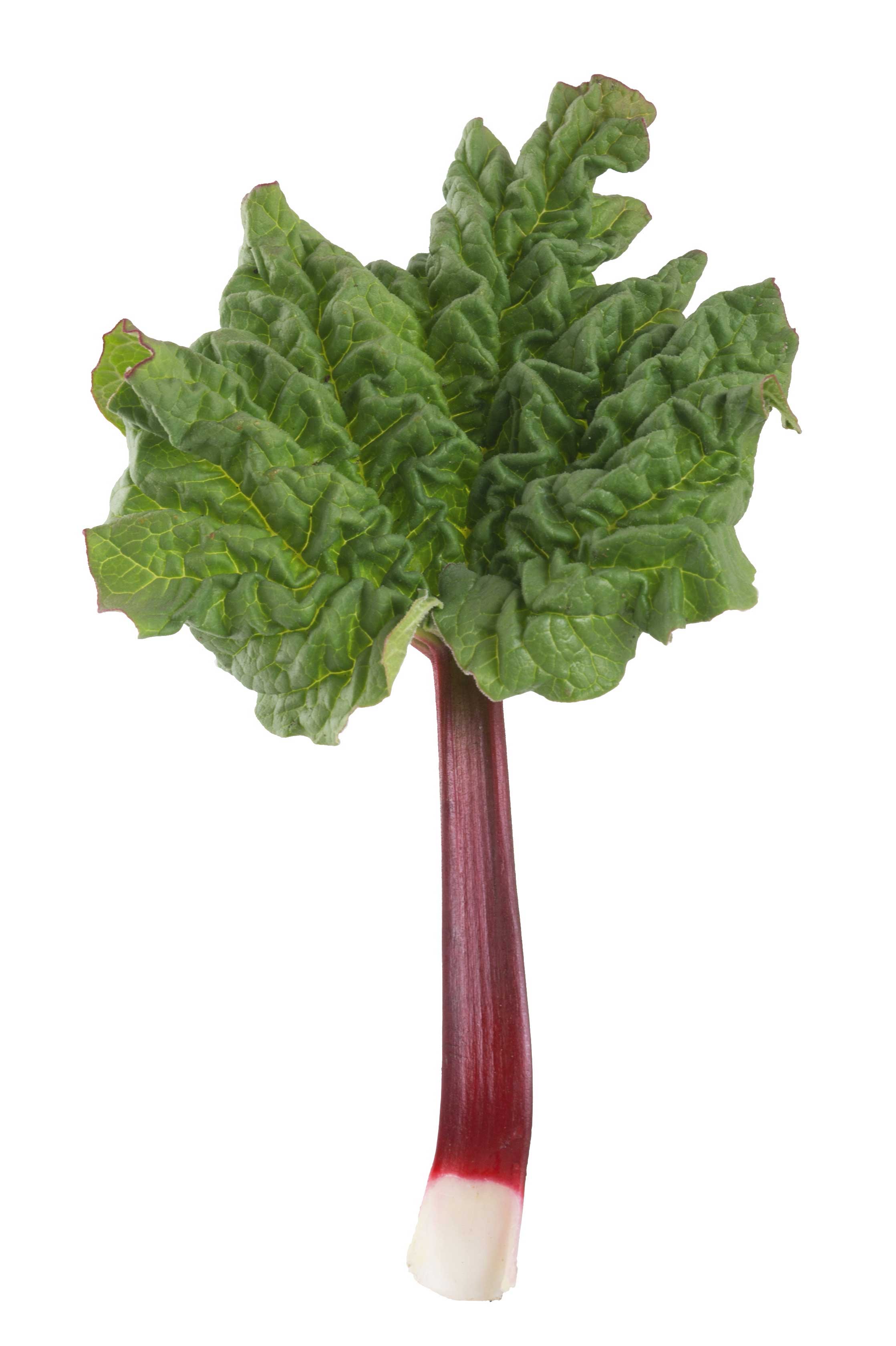 Il rabarbaro ha foglie ampie di un bel colore verde, molto decorative.