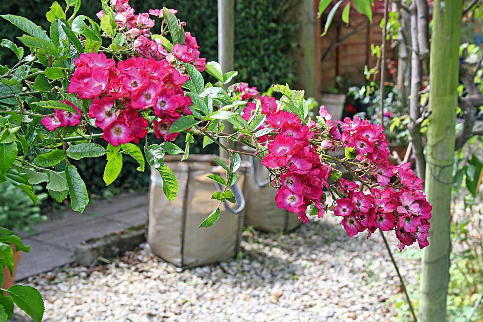 La rosa è una pianta da giardino e coltivazione all'aperto (anche se alcune varietà possono crescere in contenitore). La rosa è una pianta da giardino e coltivazione all'aperto (anche se alcune varietà possono crescere in contenitore).