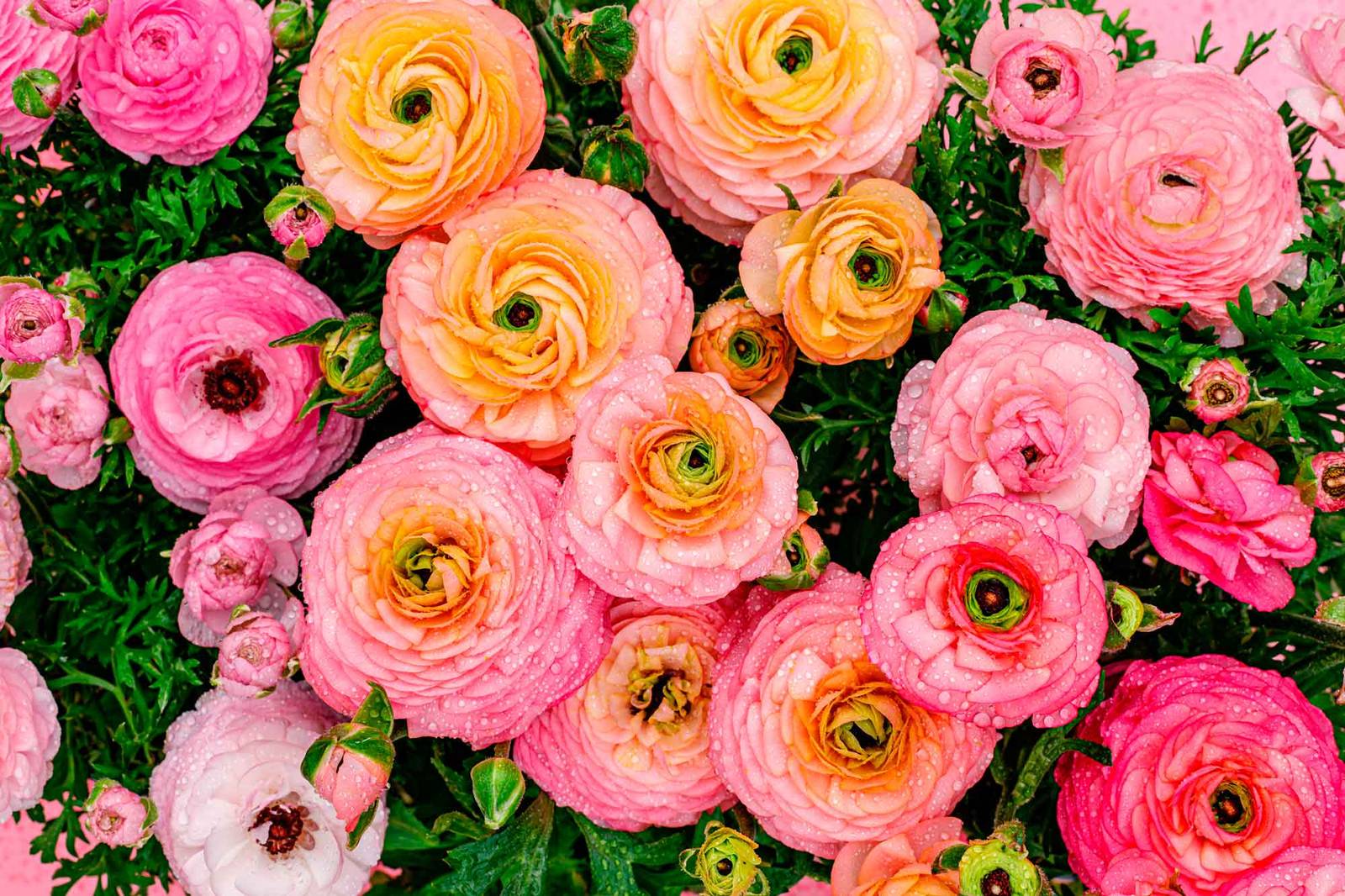 Il ranuncolo ama il sole e i suoli freschi, mentre non va posizionato in zone troppo ventose. Il ranuncolo ama il sole e i suoli freschi, mentre non va posizionato in zone troppo ventose.