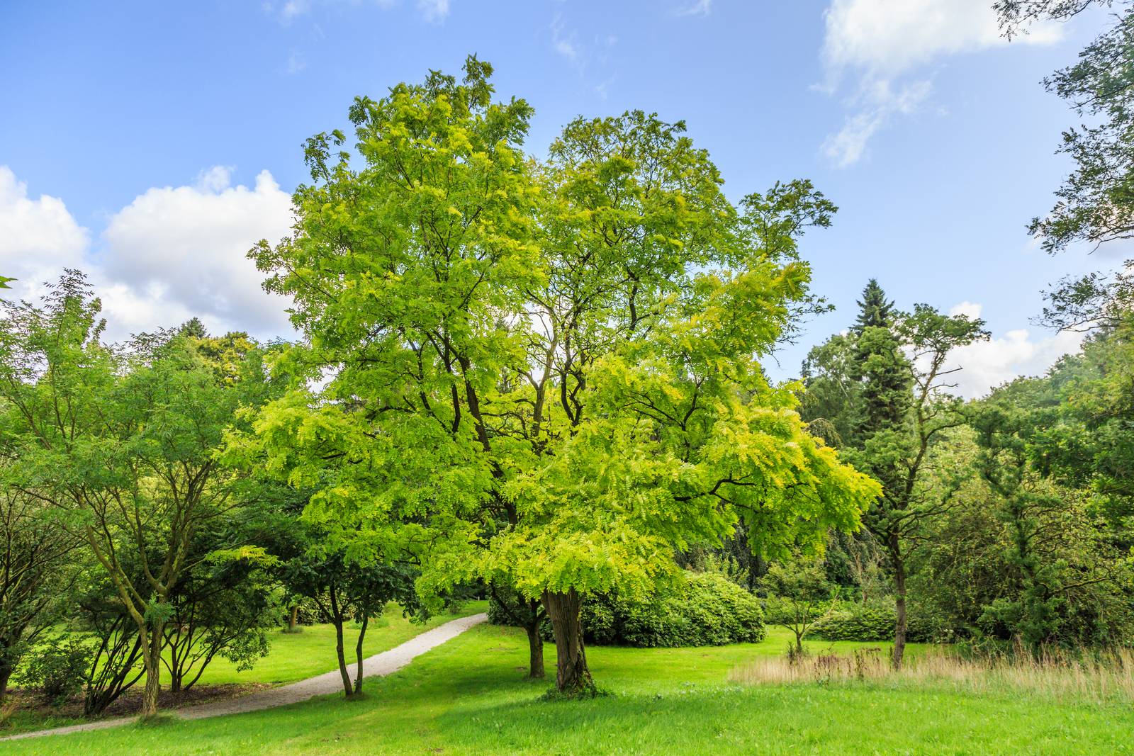 L'acacia è un albero da esterno coltivabile solo in piena terra. L'acacia è un albero da esterno coltivabile solo in piena terra.