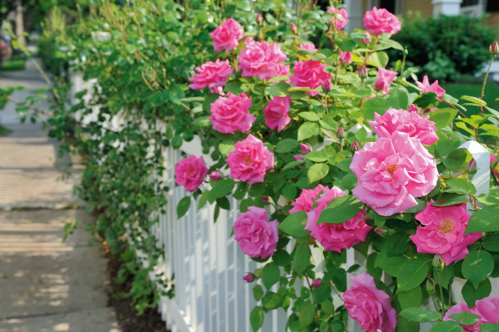 La rosa è il fiore perfetto per decorare le staccionate e il perimetro della casa. La rosa è il fiore perfetto per decorare le staccionate e il perimetro della casa.