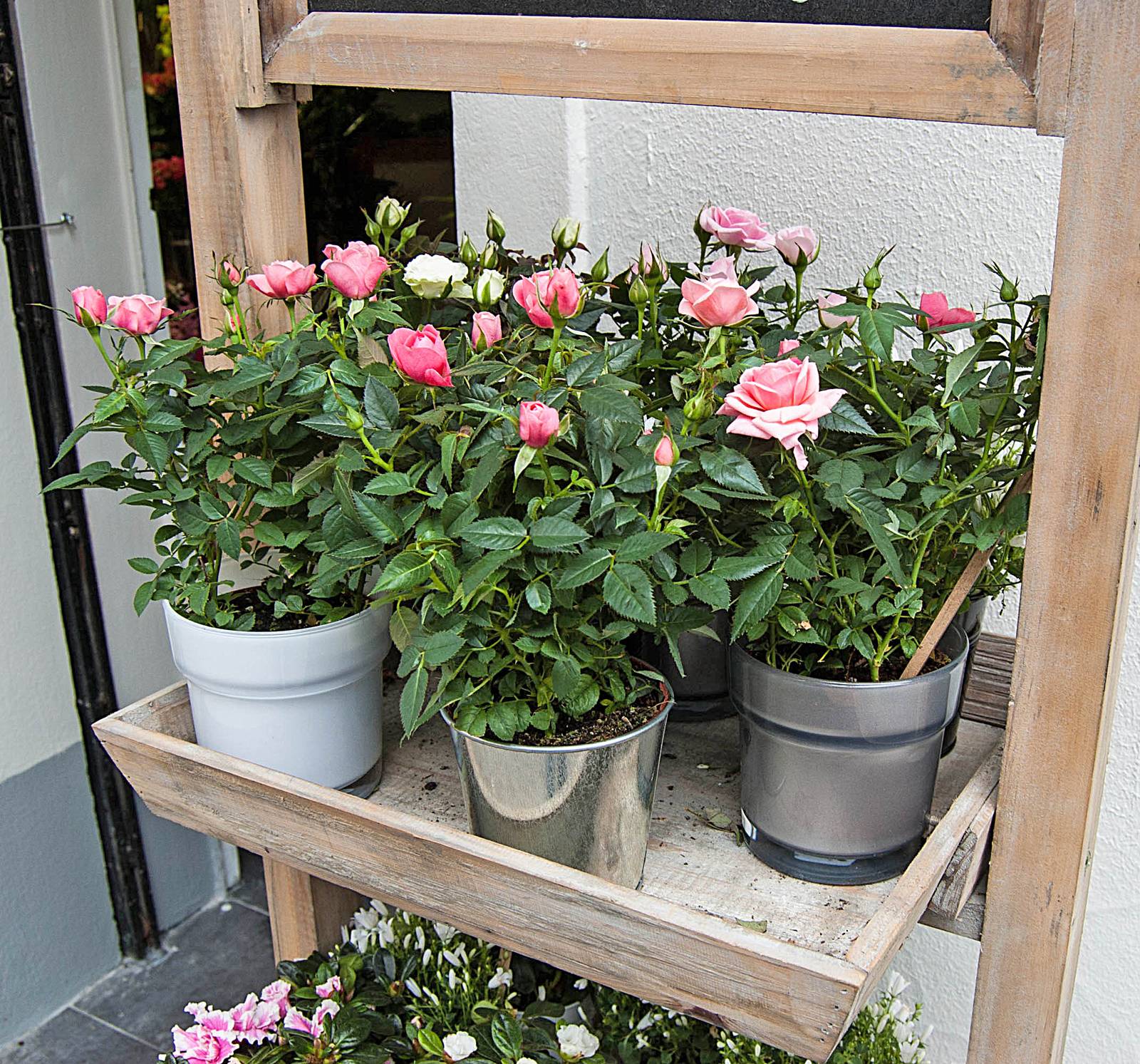 La rosa si può coltivare anche in vaso, purché sufficientemente ampio da ospitare il suo apparato radicale. La rosa si può coltivare anche in vaso, purché sufficientemente ampio da ospitare il suo apparato radicale.