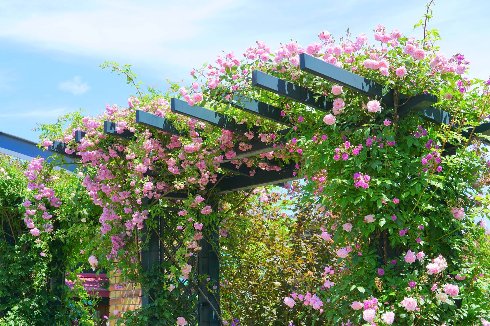 Con il roseto si può creare un bellissimo gazebo ombroso in giardino. Con il roseto si può creare un bellissimo gazebo ombroso in giardino.