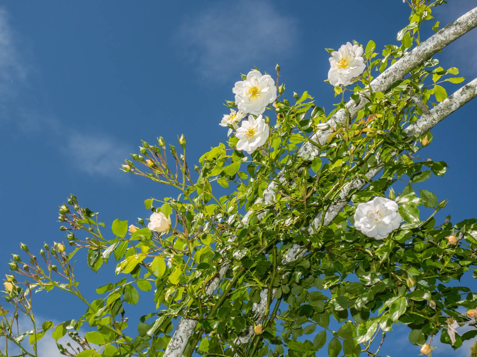 Le rose rampicanti bianche sono romanticissime per adornare archetti in legno, anche matrimoniali. Le rose rampicanti bianche sono romanticissime per adornare archetti in legno, anche matrimoniali.