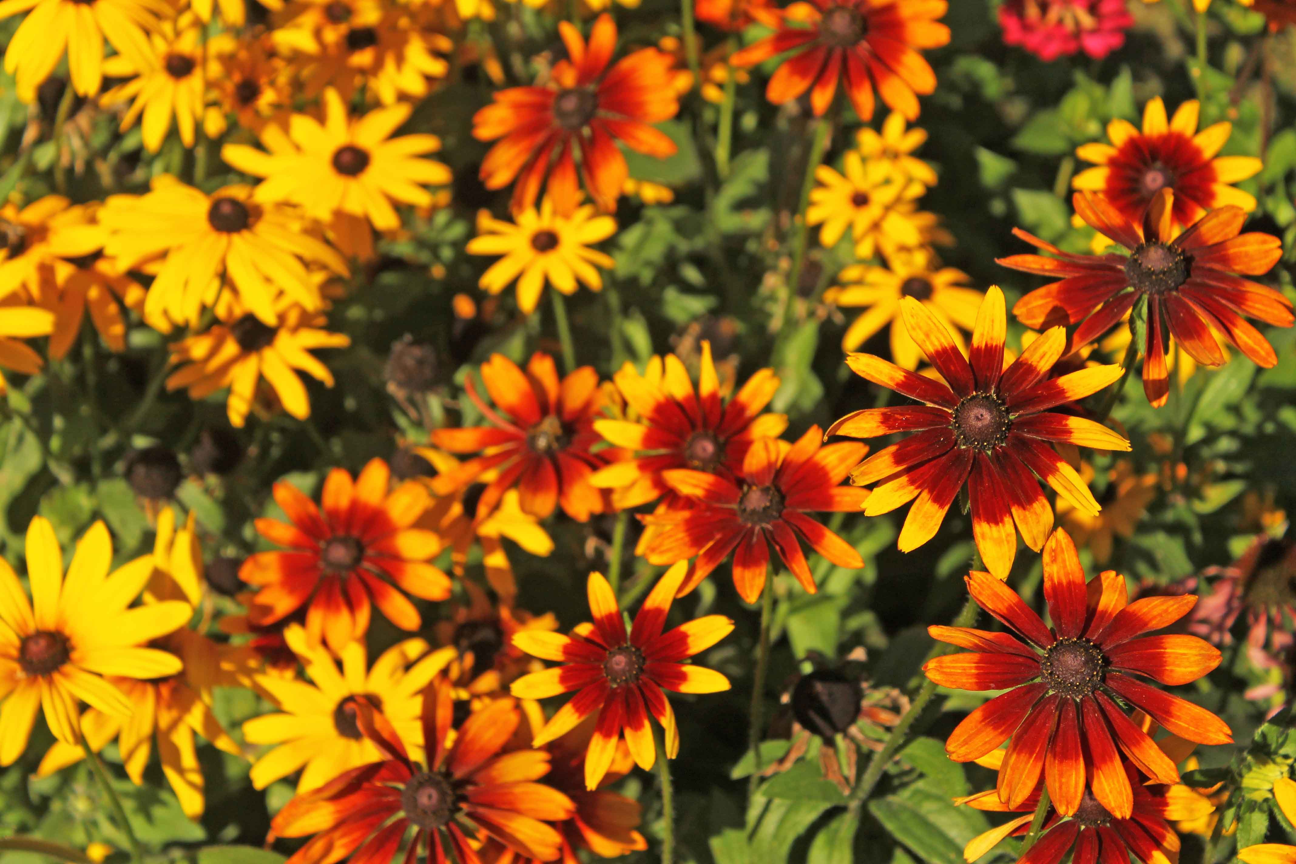 Il fiore di rudbeckia è generalmente rosso o arancione, ma lo si trova anche screziato o bicolore. Il fiore di rudbeckia è generalmente rosso o arancione, ma lo si trova anche screziato o bicolore.