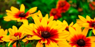 Rudbeckia