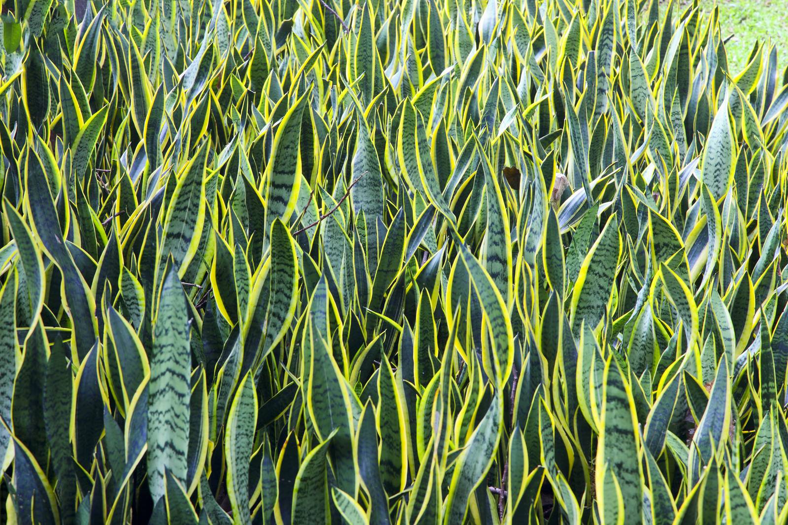 Il punto di forza della sansevieria è senza dubbio il fogliame: spesso, carnoso, liscio, screziato di verde. Il punto di forza della sansevieria è senza dubbio il fogliame: spesso, carnoso, liscio, screziato di verde.
