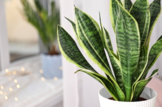 La sansevieria, nel nostro Paese, è adatta alla sola coltivazione in vaso.
