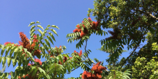 Albero del Paradiso o ailanto