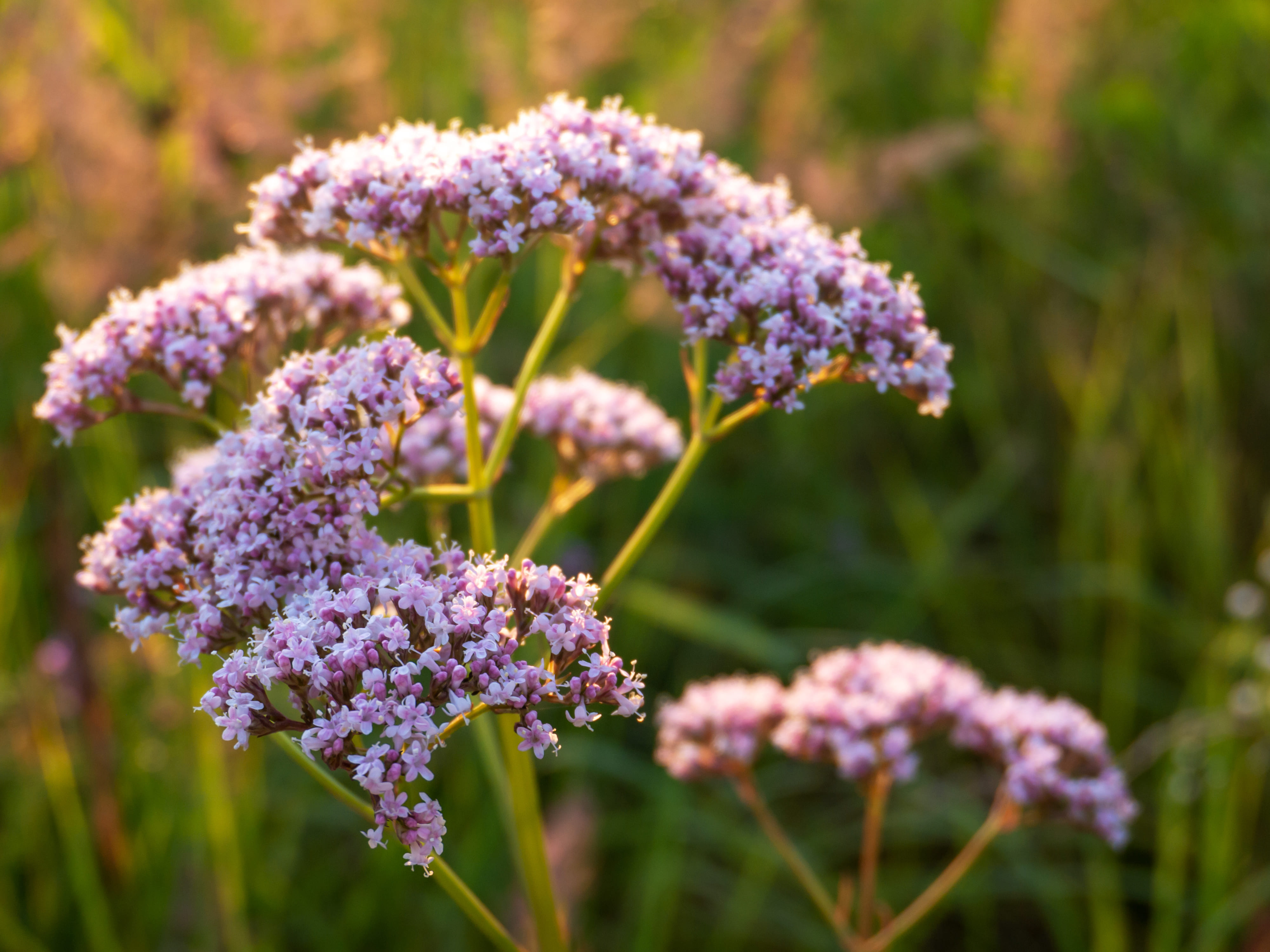 Come si vede in foto, i fiorellini di valeriana sono piccoli, bianchi o rosati, raccolti in gruppi.