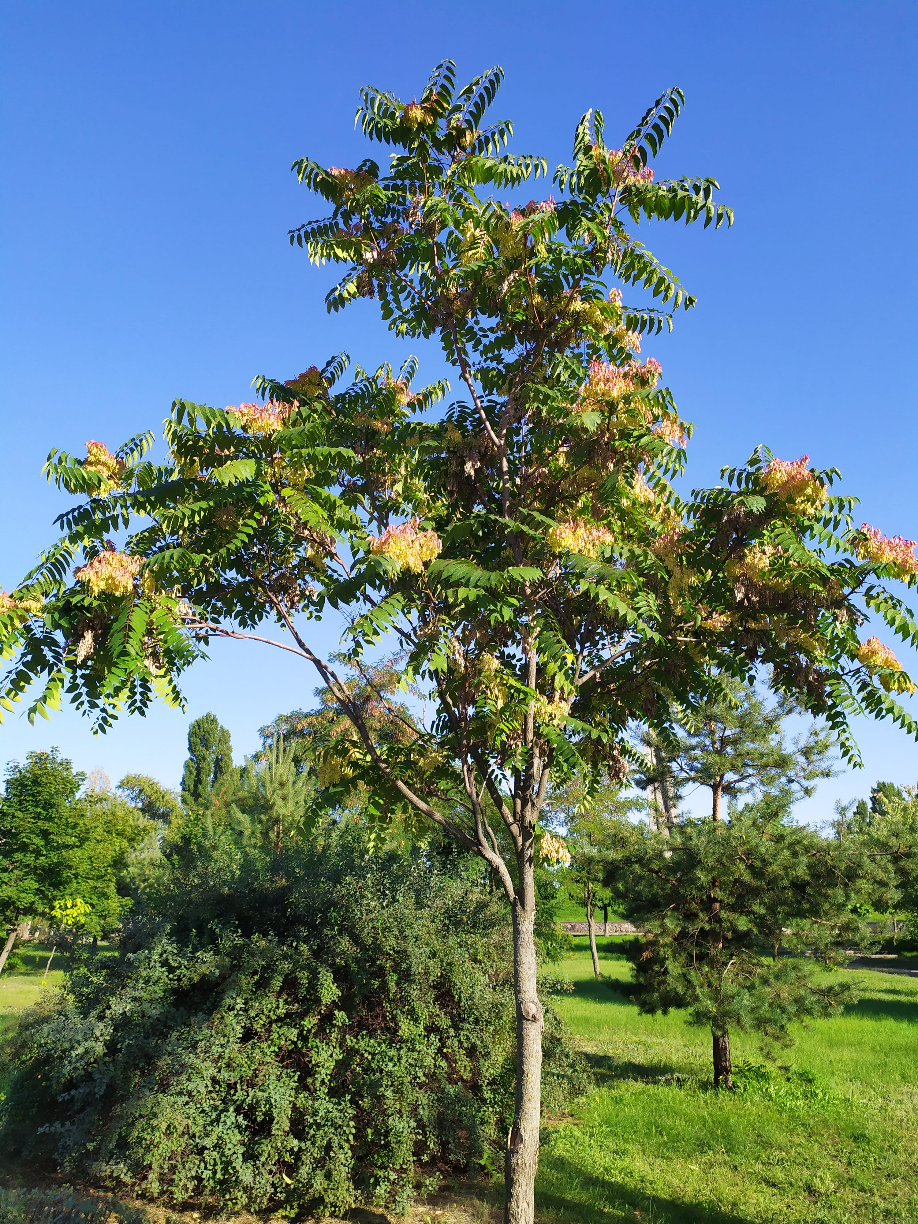 In foto, una giovane pianta di ailanto: non occorrono particolari condizioni per il trapianto, data la sua incredibile adattabilità. In foto, una giovane pianta di ailanto: non occorrono particolari condizioni per il trapianto, data la sua incredibile adattabilità.
