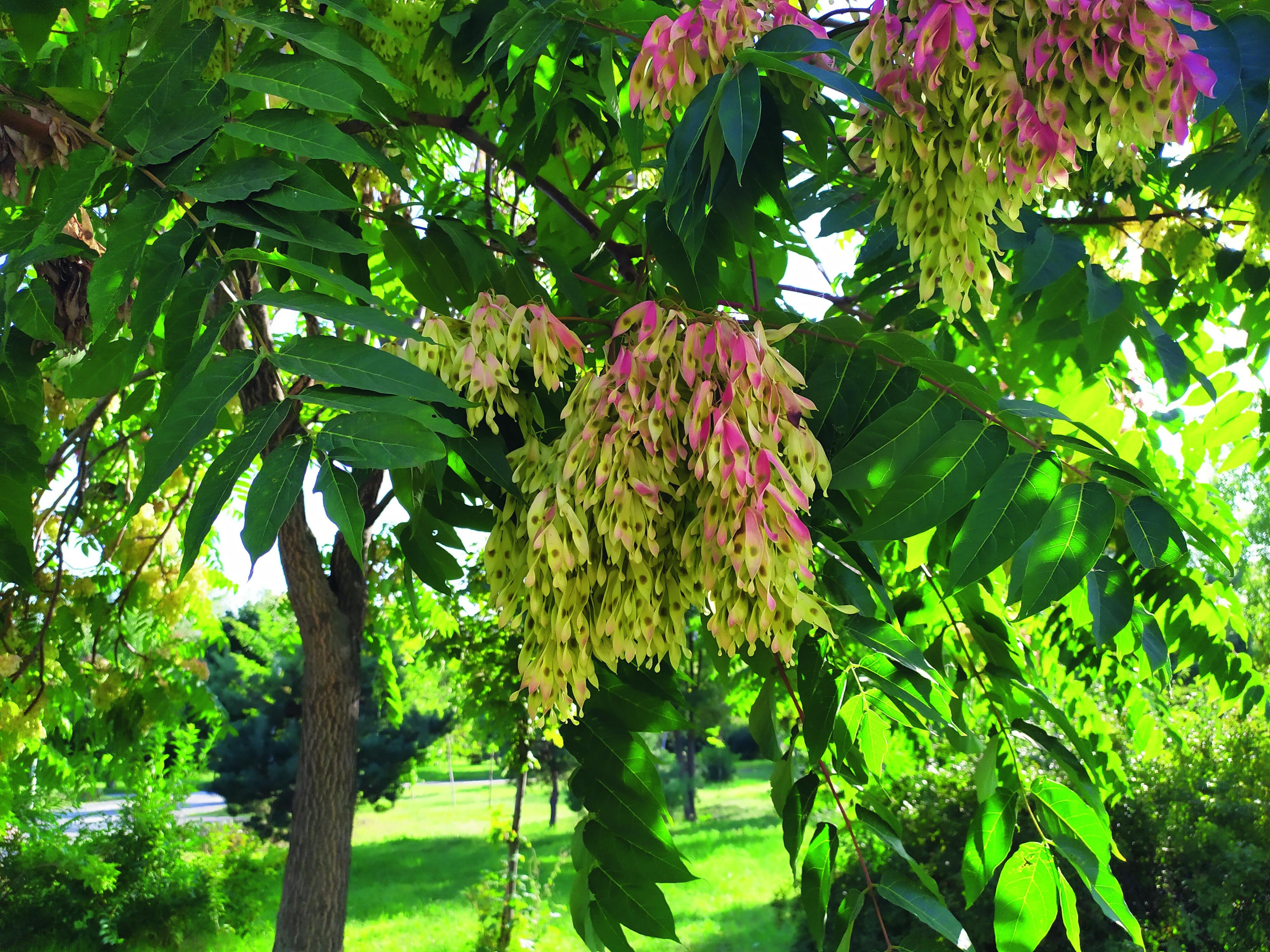 I fiori di ailanto sono riuniti in pannocchie e compaiono durante l'estate. I fiori di ailanto sono riuniti in pannocchie e compaiono durante l'estate.