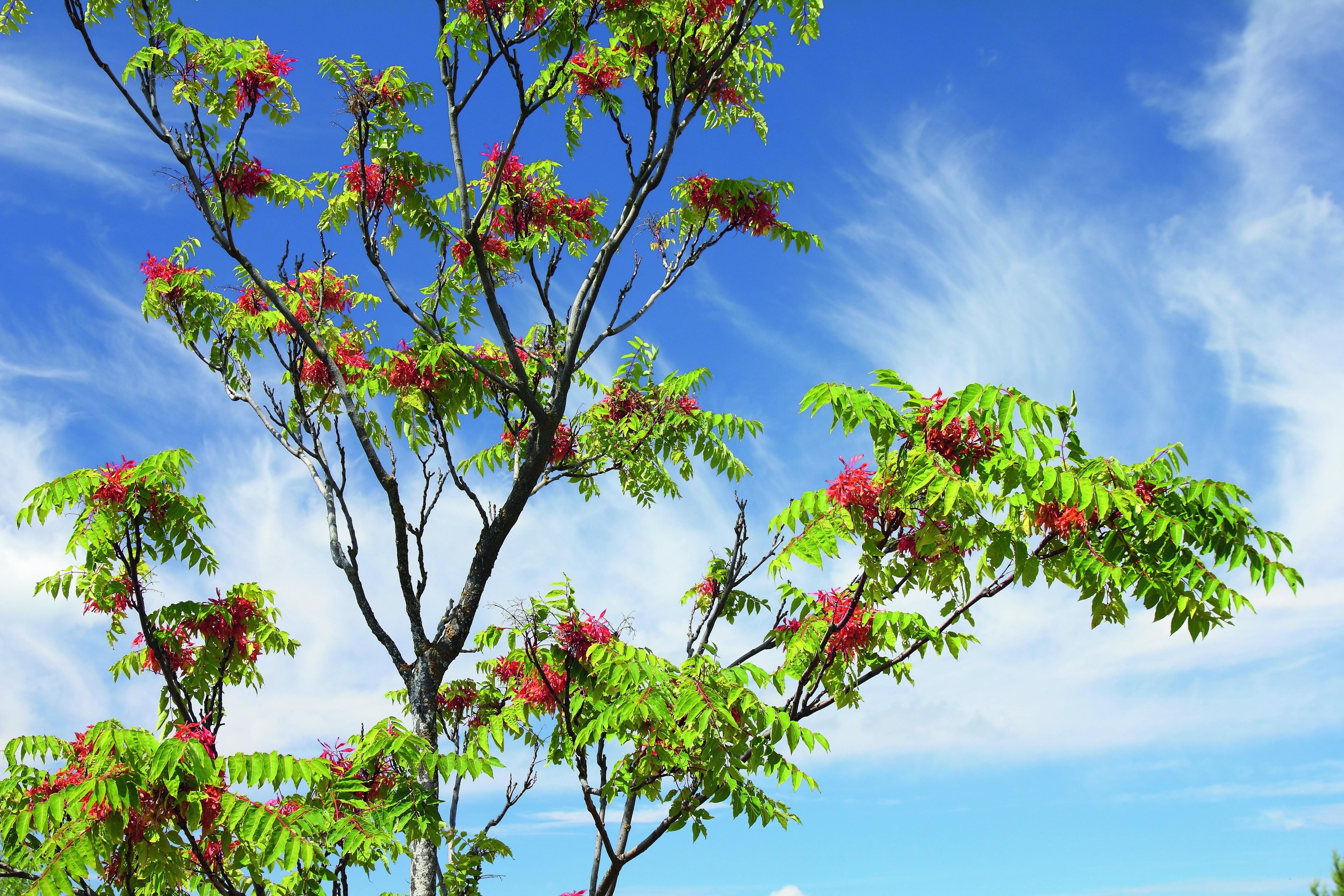 Il legno di ailanto viene utilizzato nell'industria edile, anche se non è particolarmente pregiato. Il legno di ailanto viene utilizzato nell'industria edile, anche se non è particolarmente pregiato.