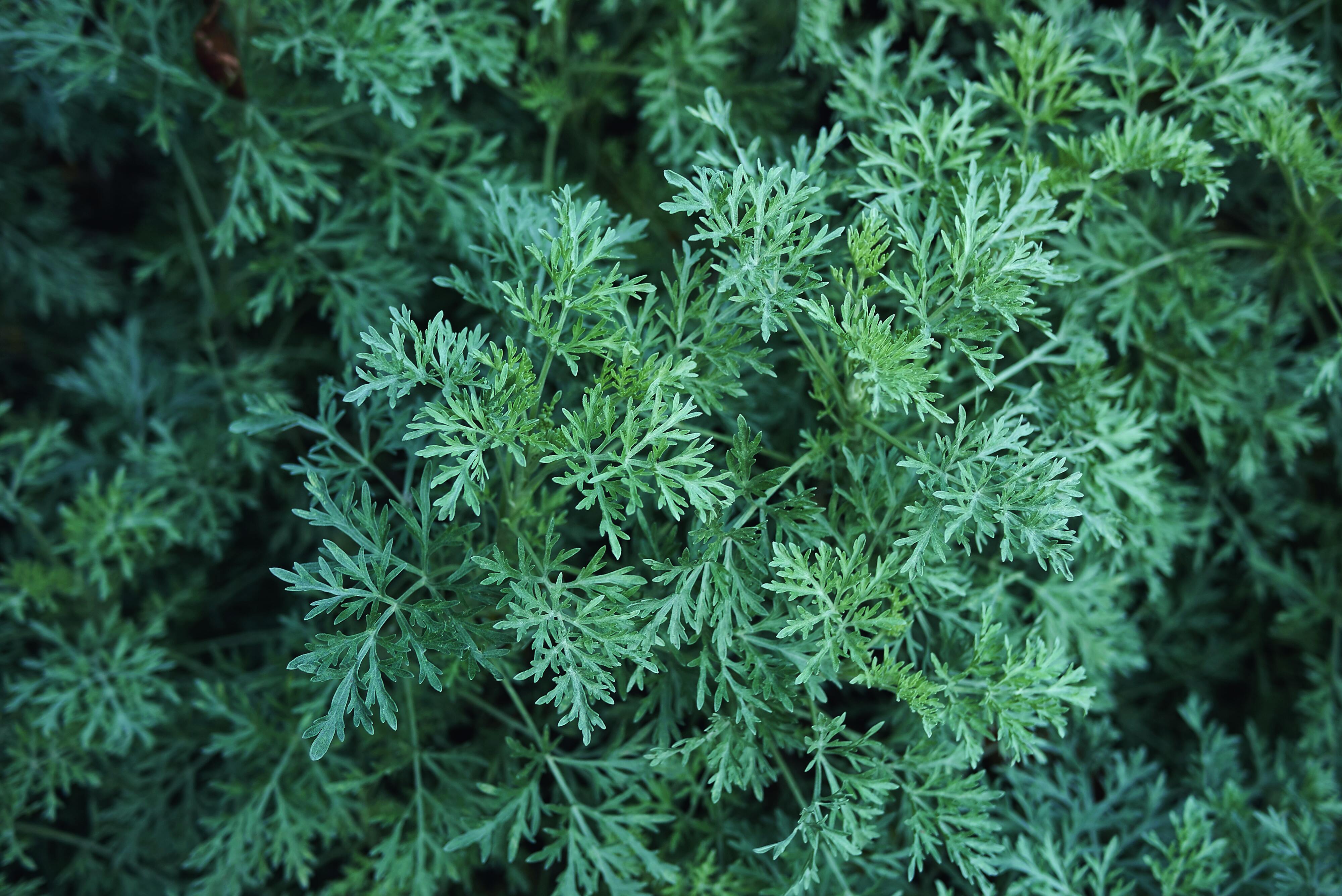 Le foglie di artemisia, pennatosette e verde scuro, sono utili contro i disturbi digestivi. Le foglie di artemisia, pennatosette e verde scuro, sono utili contro i disturbi digestivi.