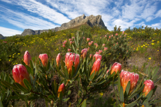 Protea