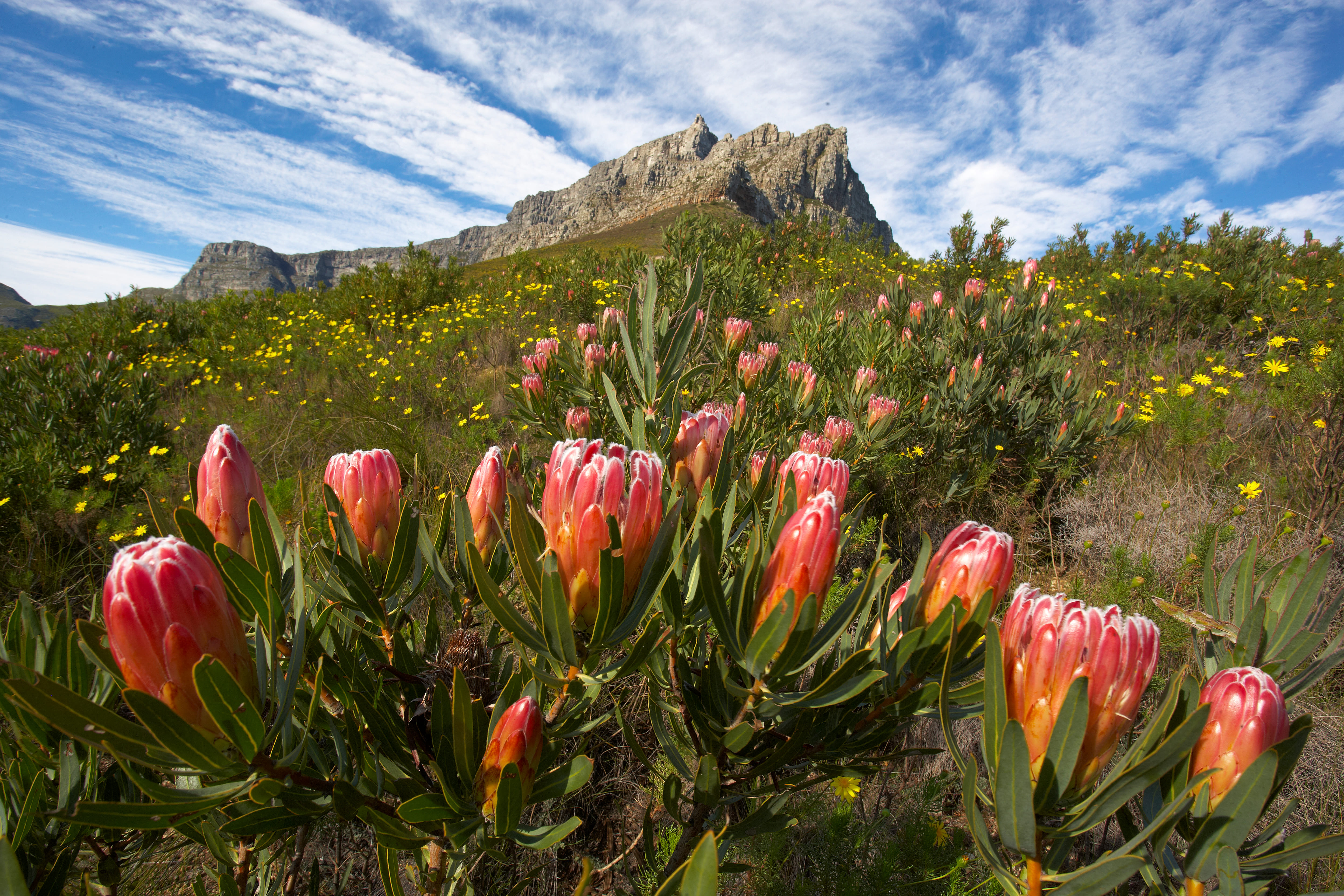 Un campo di piante di protea nel loro ambiente naturale in Sud Africa. Un campo di piante di protea nel loro ambiente naturale in Sud Africa.