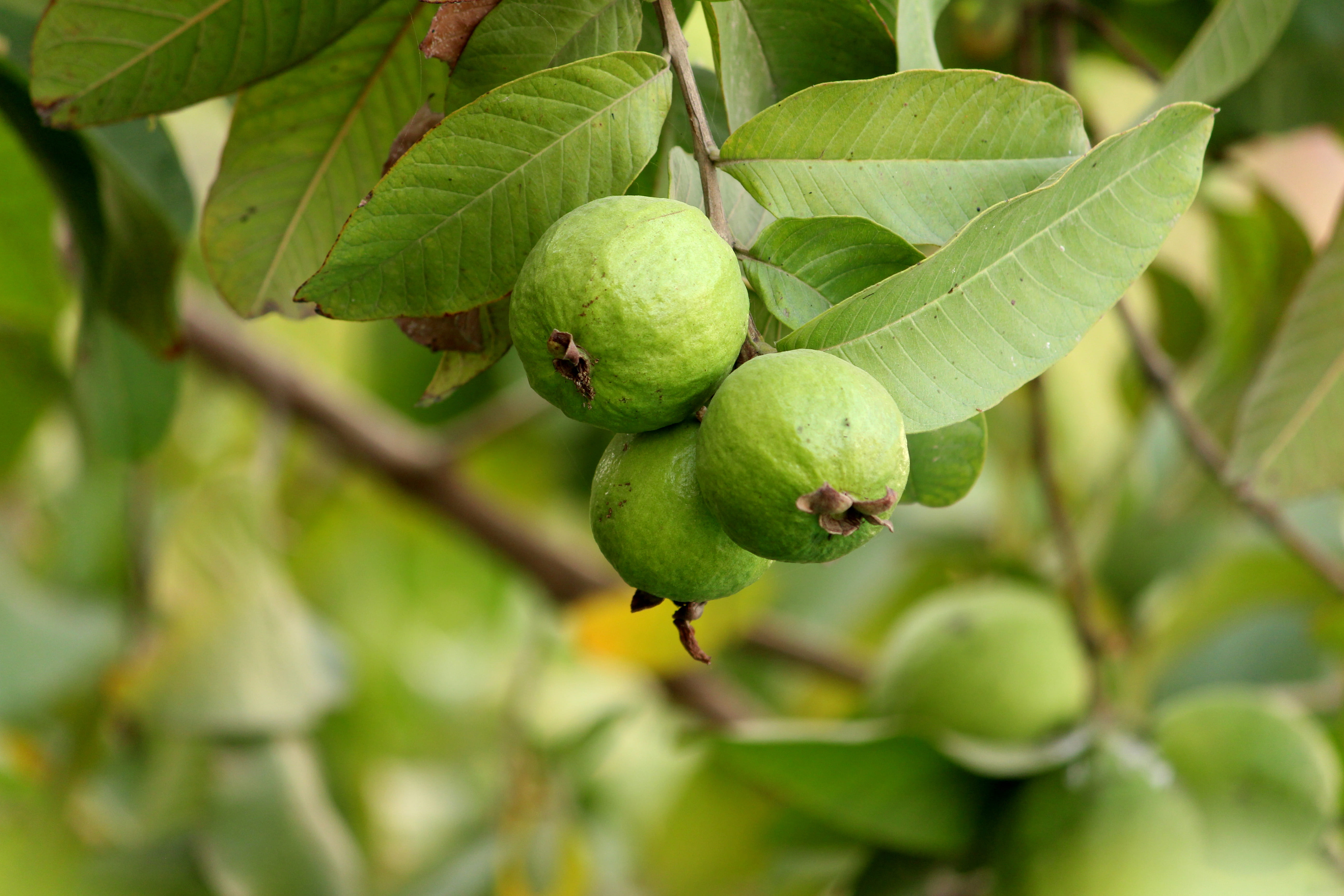 In foto, frutti di guava non ancora maturi: si riconoscono perché quelli pronti per il raccolto hanno una colorazione giallo uniforme. In foto, frutti di guava non ancora maturi: si riconoscono perché quelli pronti per il raccolto hanno una colorazione giallo uniforme.