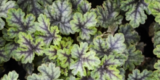 Heucherella