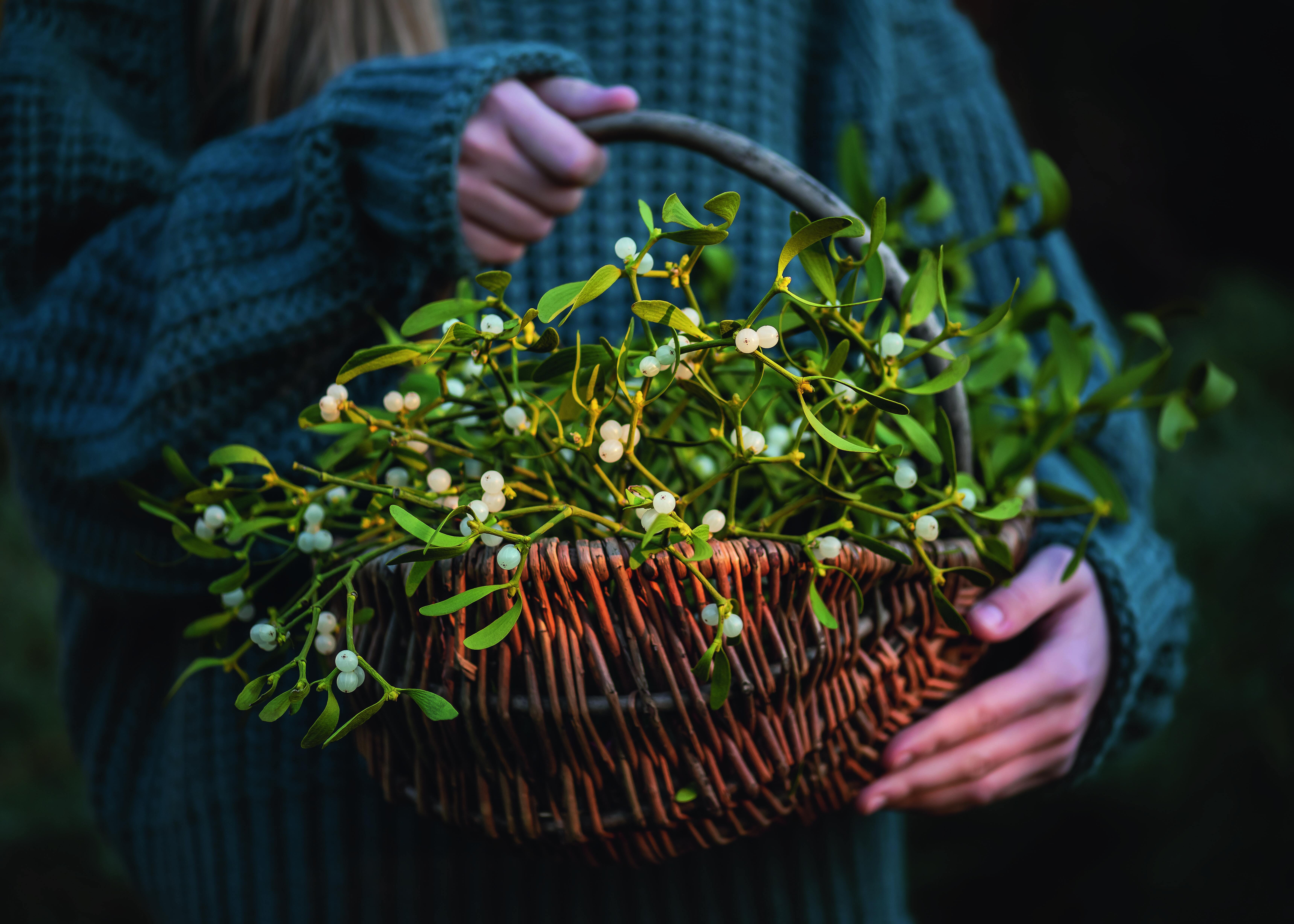 Uno splendido cesto di vischio: la pianta si raccoglie durante il periodo delle feste natalizie come portafortuna anche da regalare. Uno splendido cesto di vischio: la pianta si raccoglie durante il periodo delle feste natalizie come portafortuna anche da regalare.