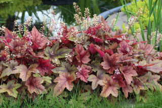 Heucherella