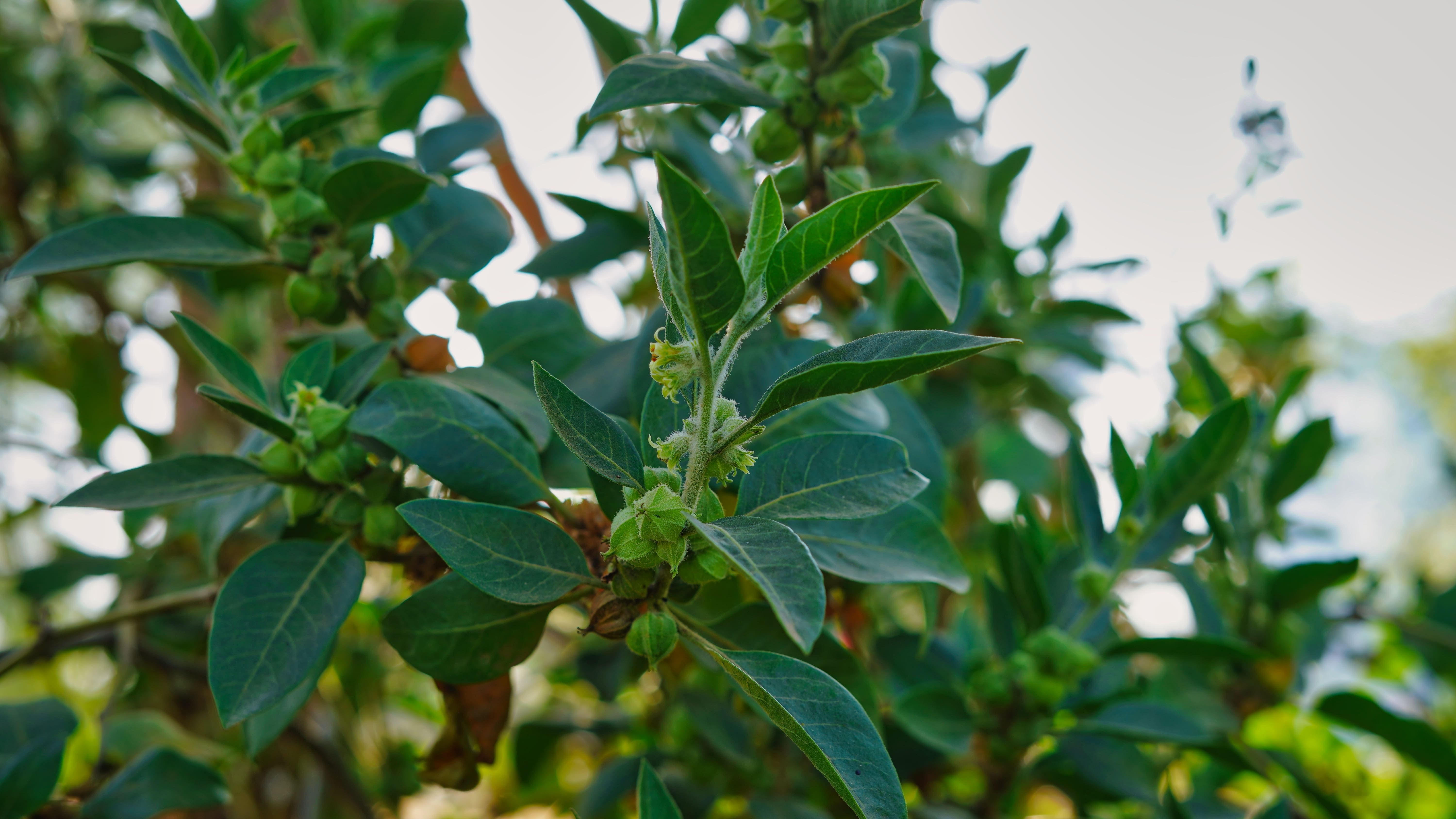 Il ginseng indiano si caratterizza per le foglie verdi vellutate e i fiori a campanula gialli. Il ginseng indiano si caratterizza per le foglie verdi vellutate e i fiori a campanula gialli.