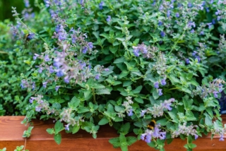 Una pianta di erba gatta in piena fioritura durante i mesi estivi. Una pianta di erba gatta in piena fioritura durante i mesi estivi.