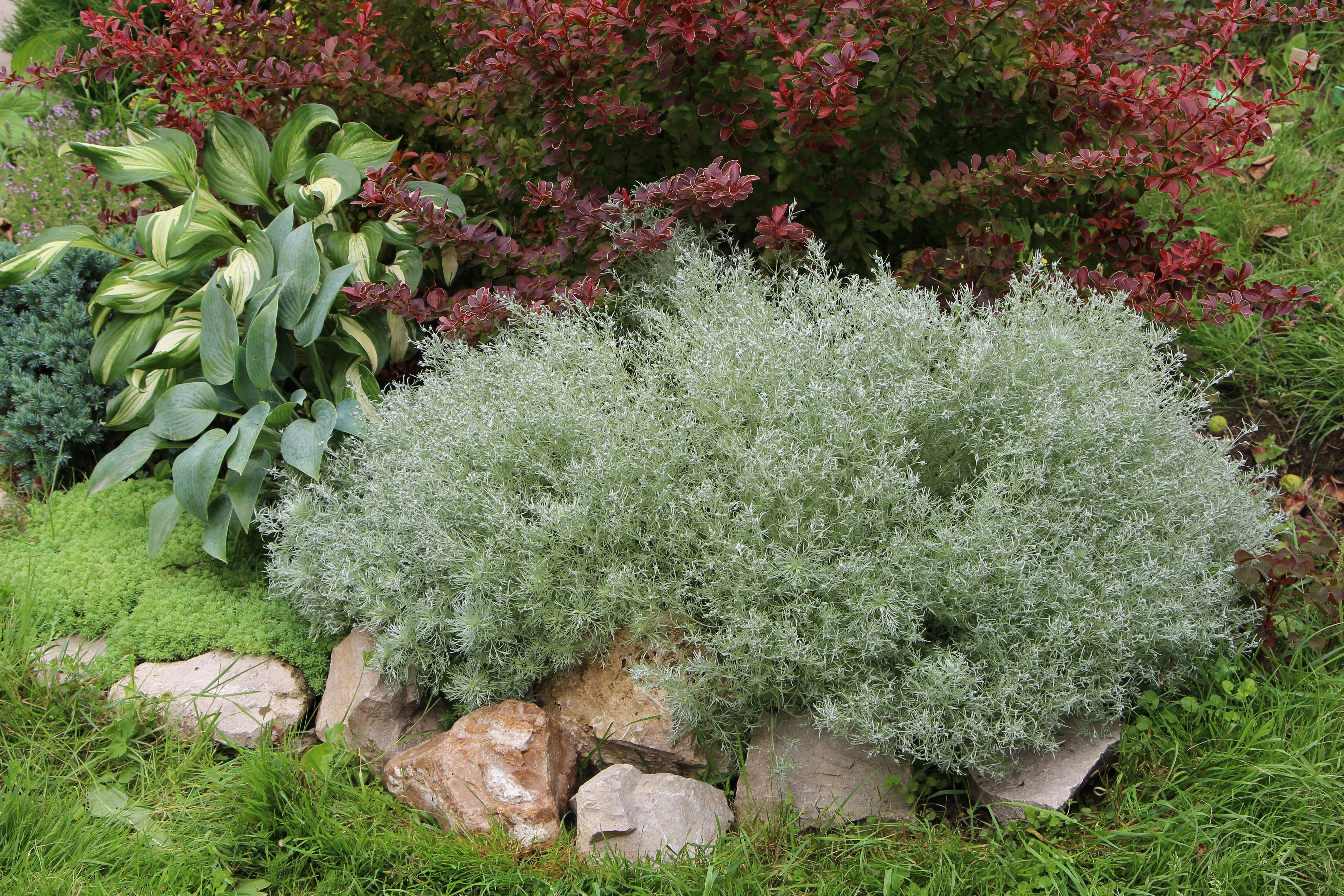 Un grosso cespuglio di artemisia, perfetto per essere messo a dimora in giardino creando un'insolita aiuola. Un grosso cespuglio di artemisia, perfetto per essere messo a dimora in giardino creando un'insolita aiuola.