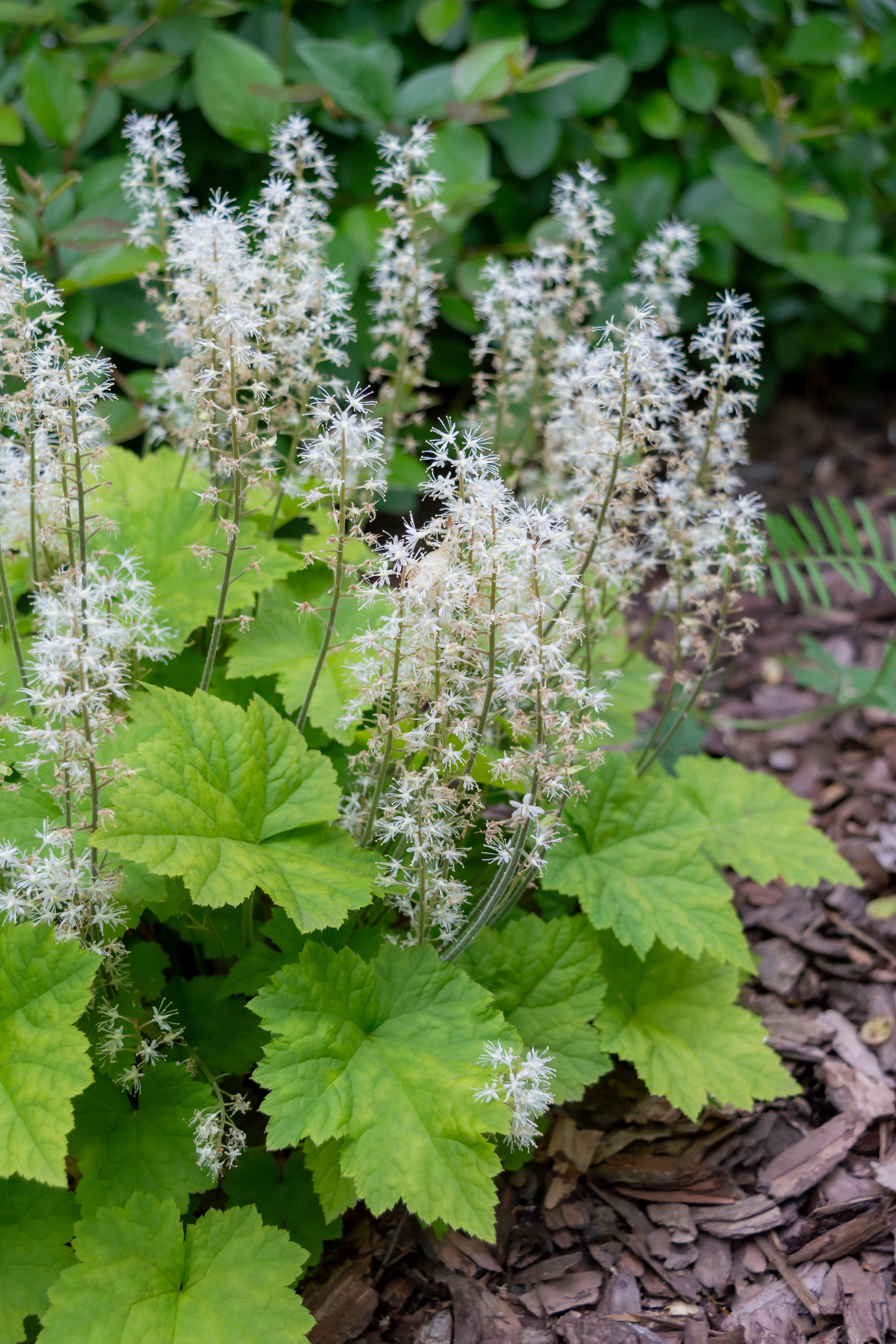 L'eucherella fiorisce durante la primavera e l'estate , anche se sono le sue foglie, più che i fiori, l'elemento di maggiore attrattiva. L'eucherella fiorisce durante la primavera e l'estate , anche se sono le sue foglie, più che i fiori, l'elemento di maggiore attrattiva.