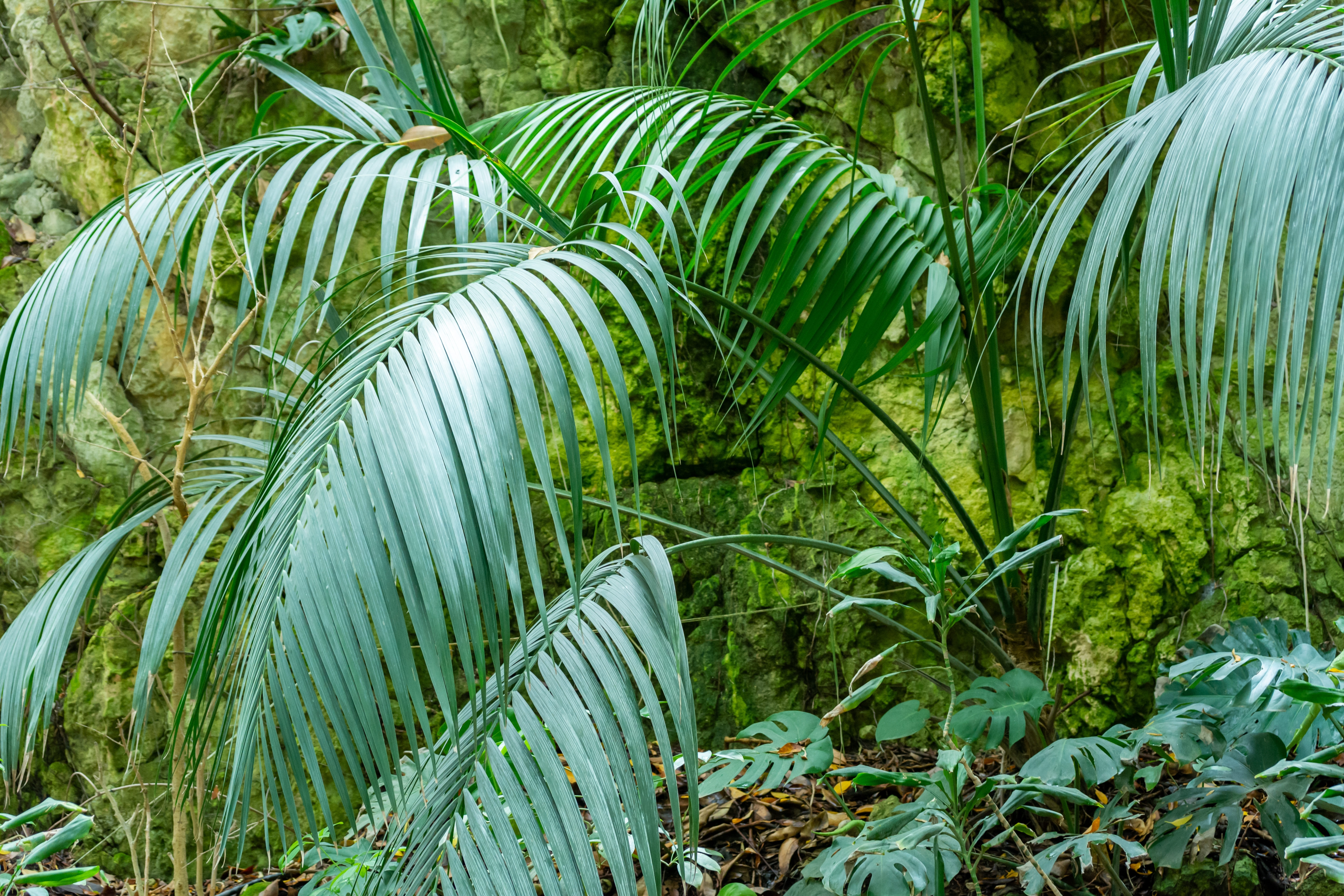 La palma ha un grandissimo valore ornamentale ed è per questo ampiamente usato per abbellire giardini, viali e parchi. La palma ha un grandissimo valore ornamentale ed è per questo ampiamente usato per abbellire giardini, viali e parchi.