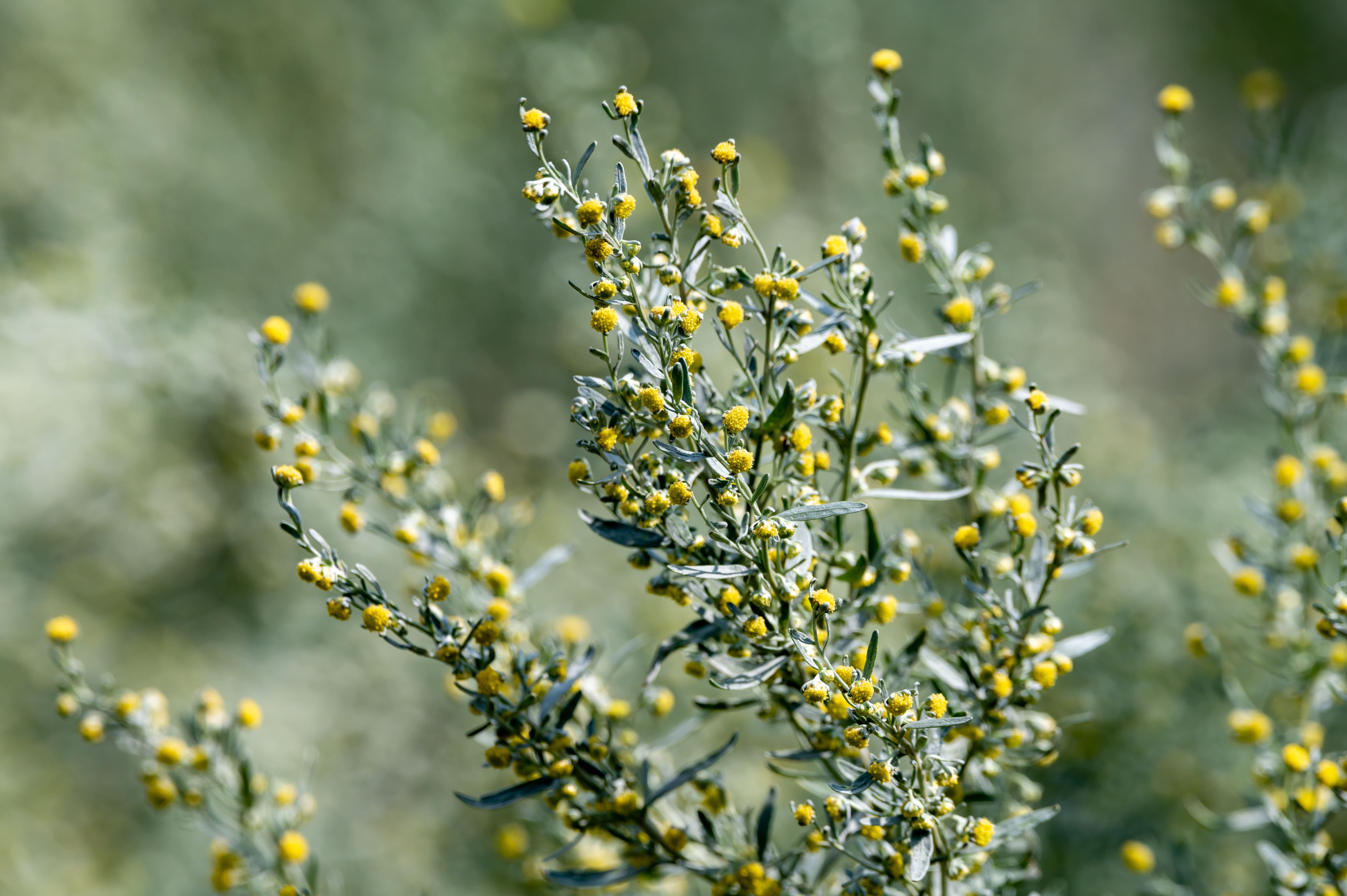I fiori di artemisia, gialli e piccolini, sbocciano in estate. I fiori di artemisia, gialli e piccolini, sbocciano in estate.