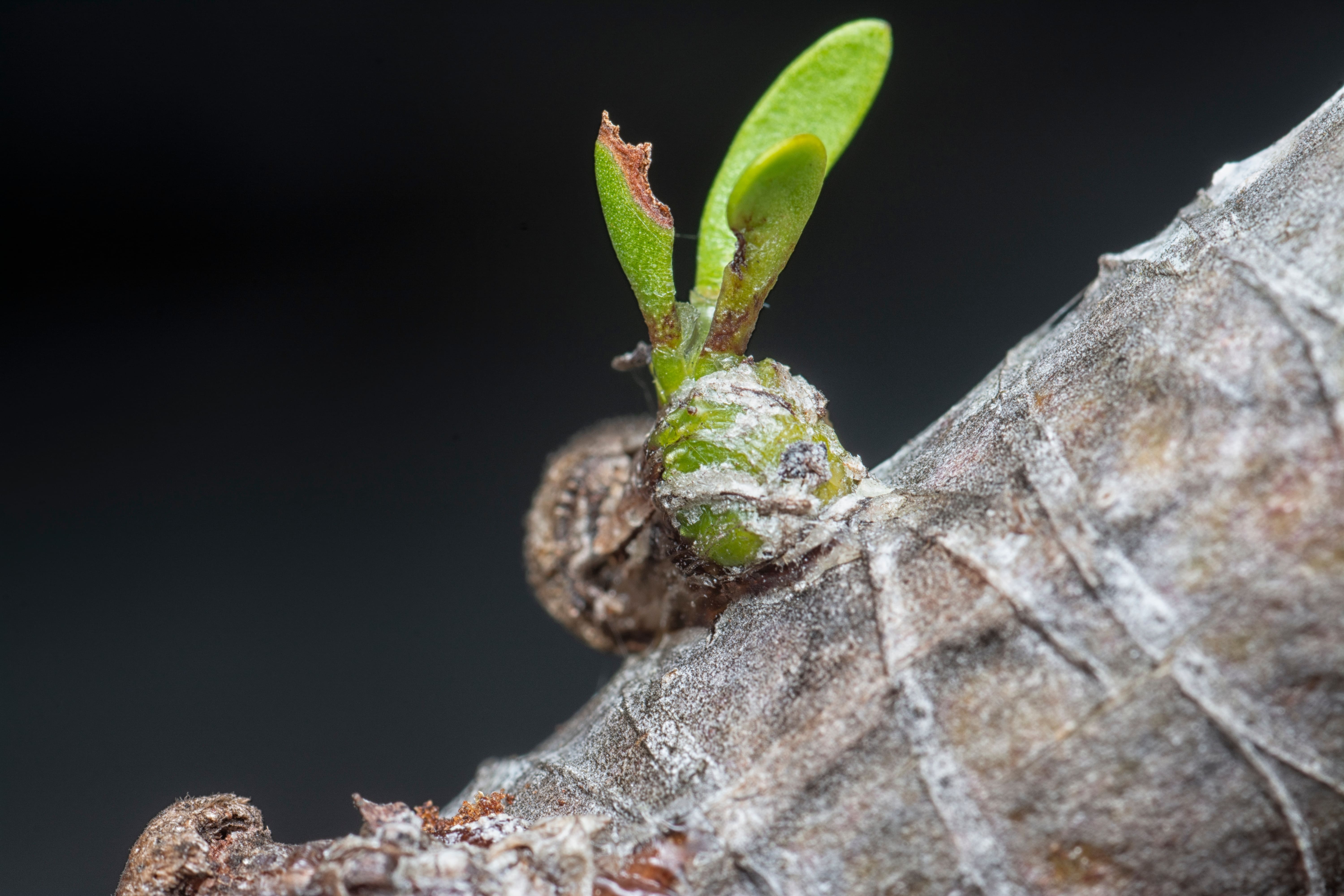 In foto, un germoglio di vischio che si sviluppa sulla pianta ospitante. In foto, un germoglio di vischio che si sviluppa sulla pianta ospitante.