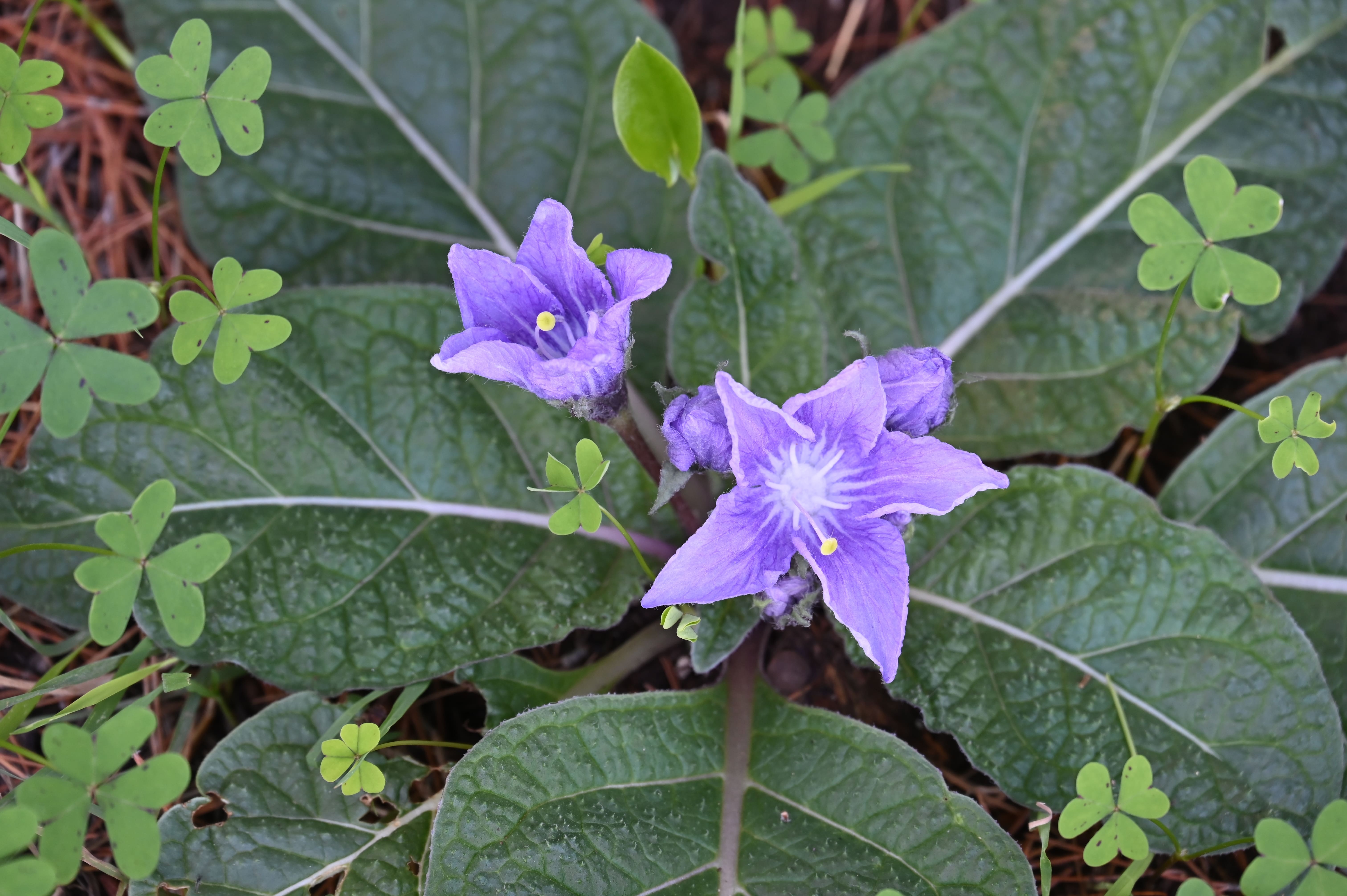 La mandragola predilige le esposizioni soleggiate per crescere e fiorire.